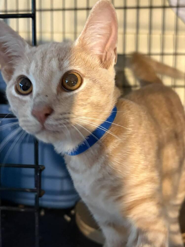 Fanta, Adoptable, Kitten Male Domestic Short Hair.