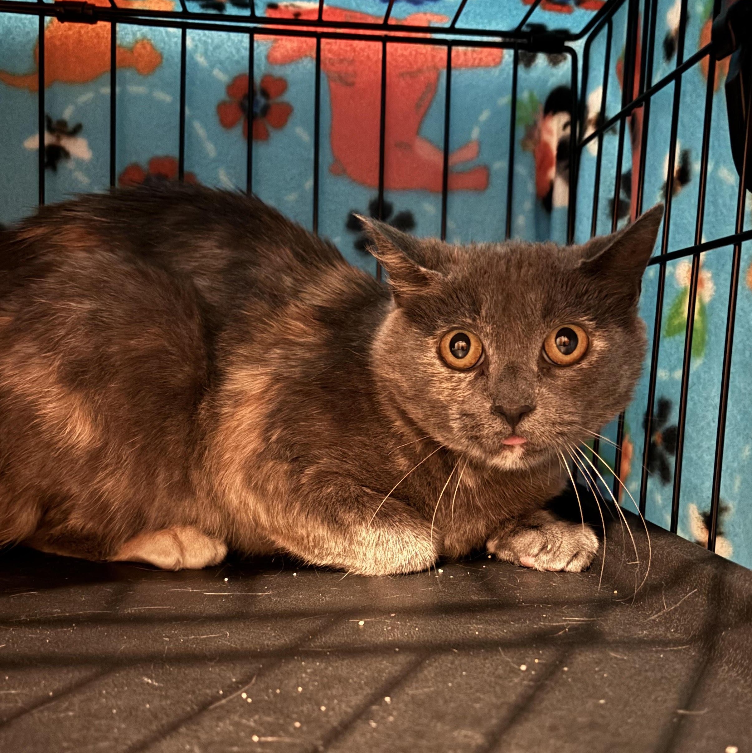 Enlarge Mule, a Adoptable Domestic Short Hair in Minneapolis, MN image 1/3