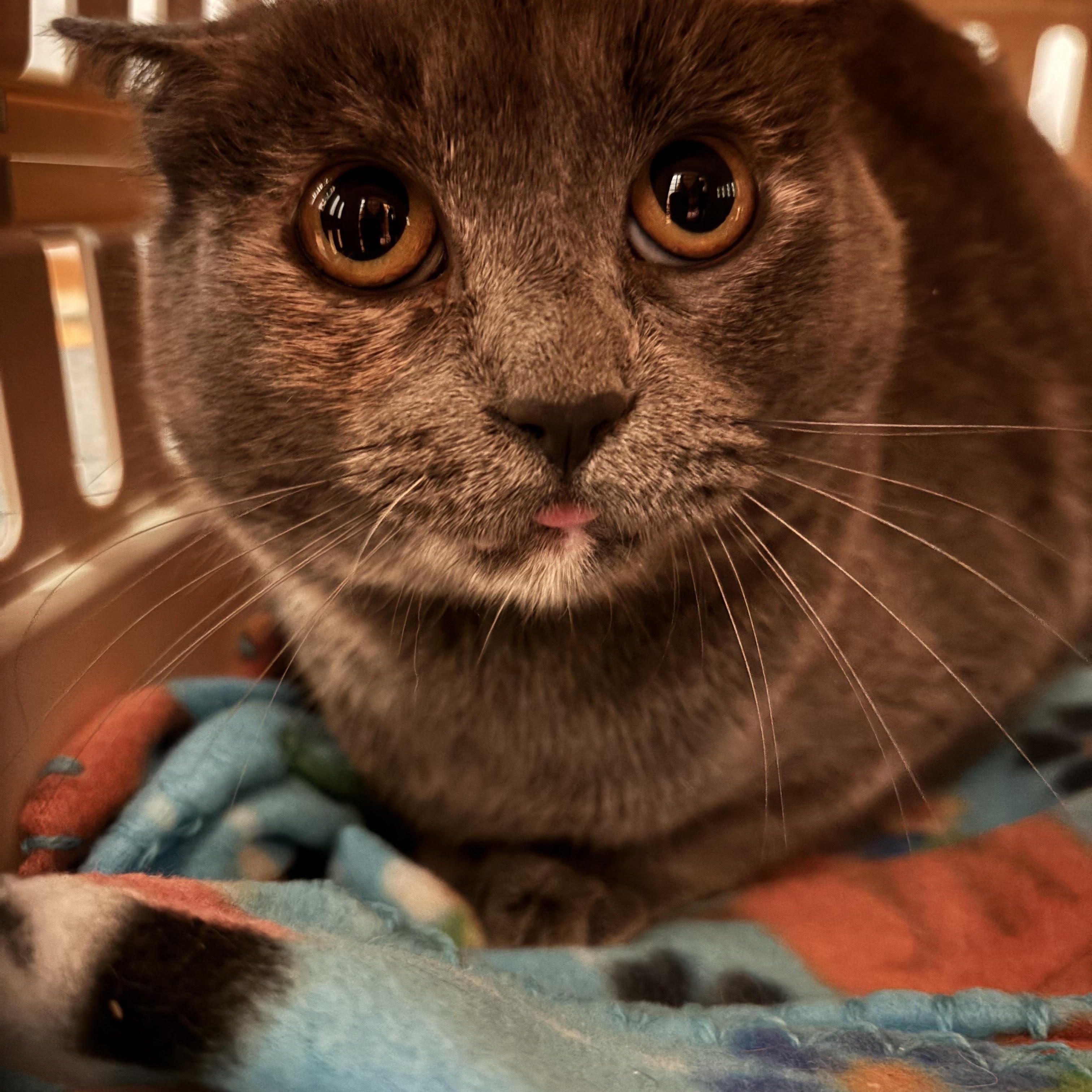Enlarge Mule, a Adoptable Domestic Short Hair in Minneapolis, MN image 3/3