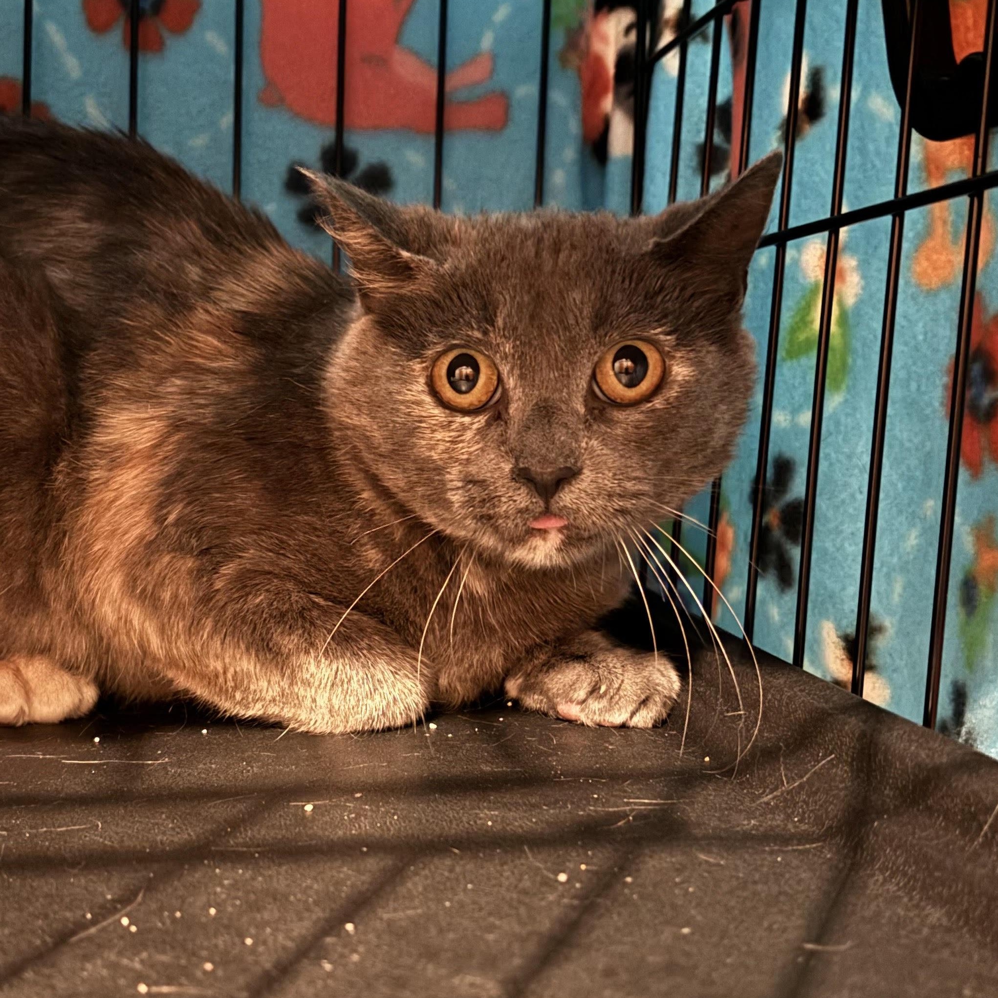 Enlarge Mule, a Adoptable Domestic Short Hair in Minneapolis, MN image 2/3