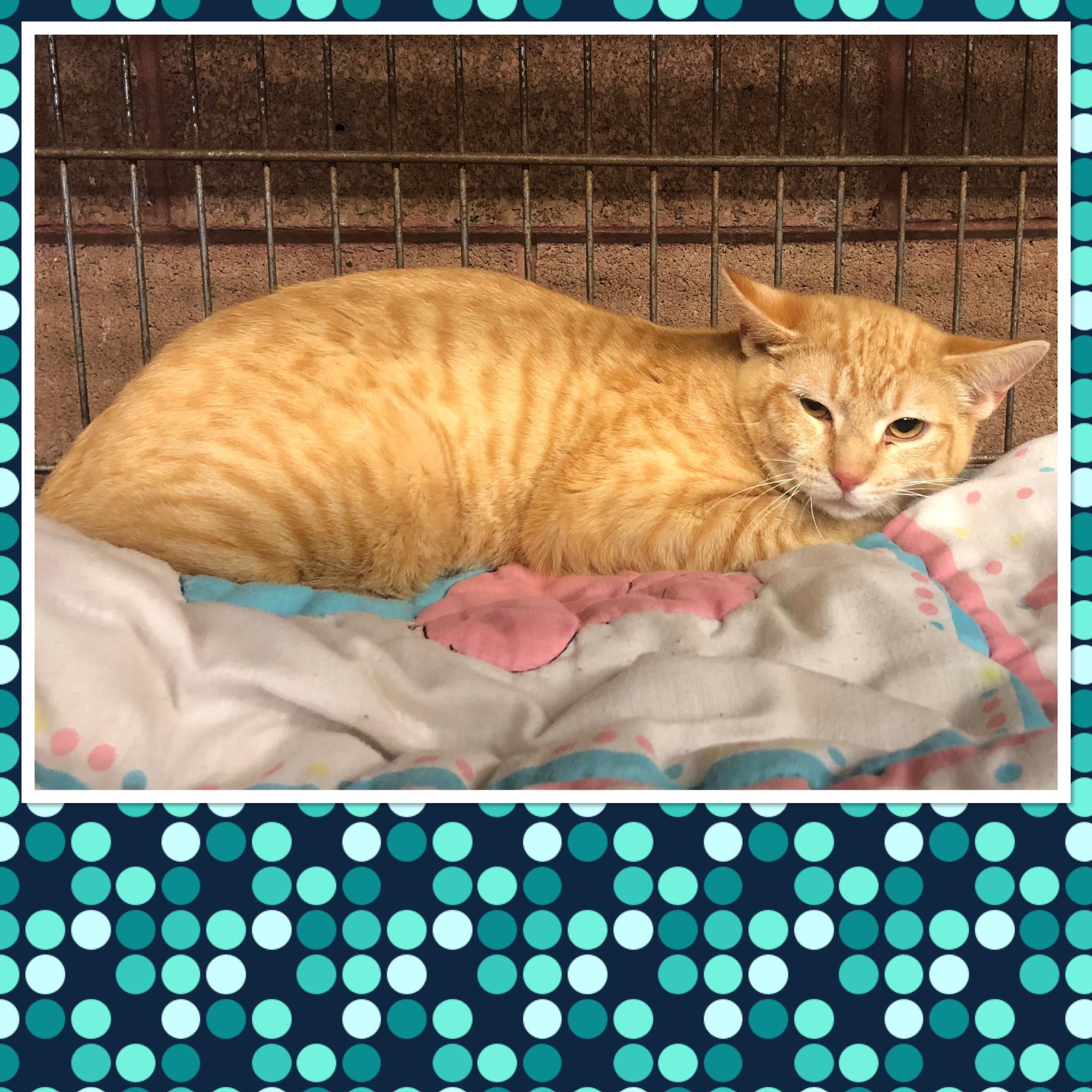 WHISKER WOBBLE, ADOPTABLE, Kitten Male Domestic Short Hair.