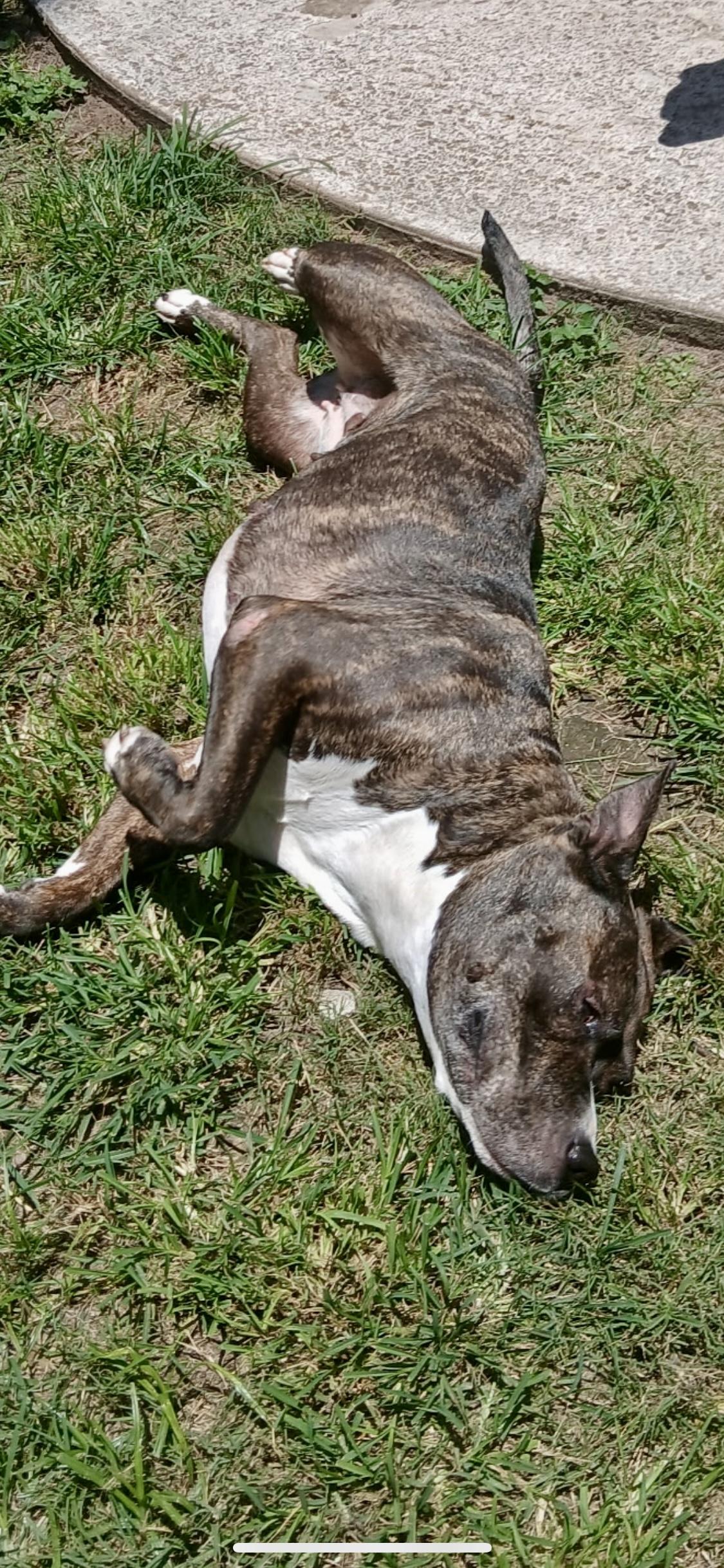 Enlarge Jasper, a Adoptable mixed breed in Austin, TX image 2/3