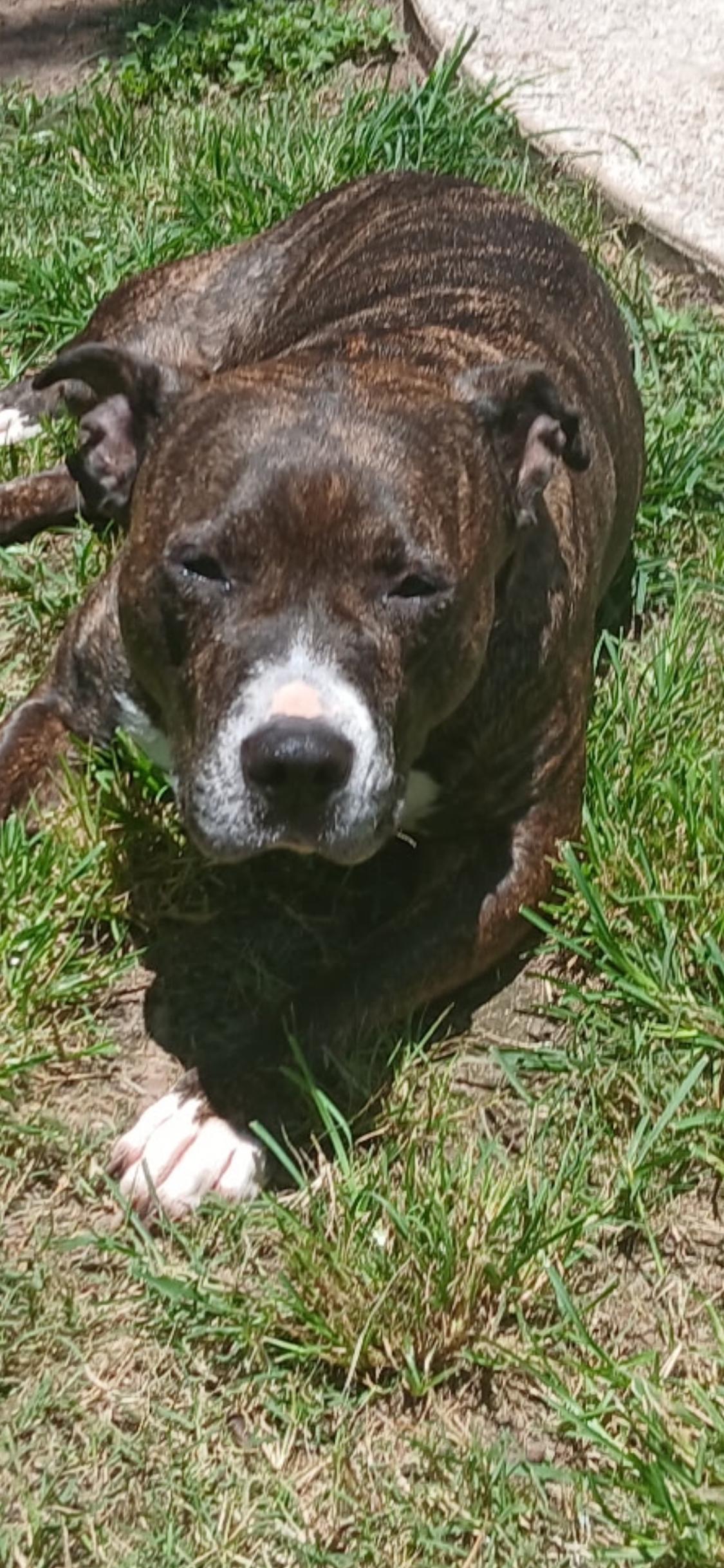 Enlarge Jasper, a Adoptable mixed breed in Austin, TX image 3/3