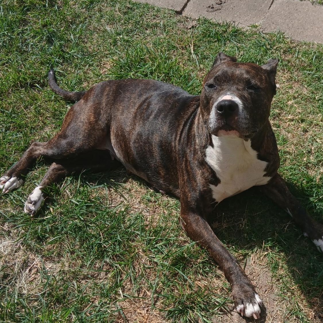 Jasper, Adoptable, Young Female Mixed Breed.