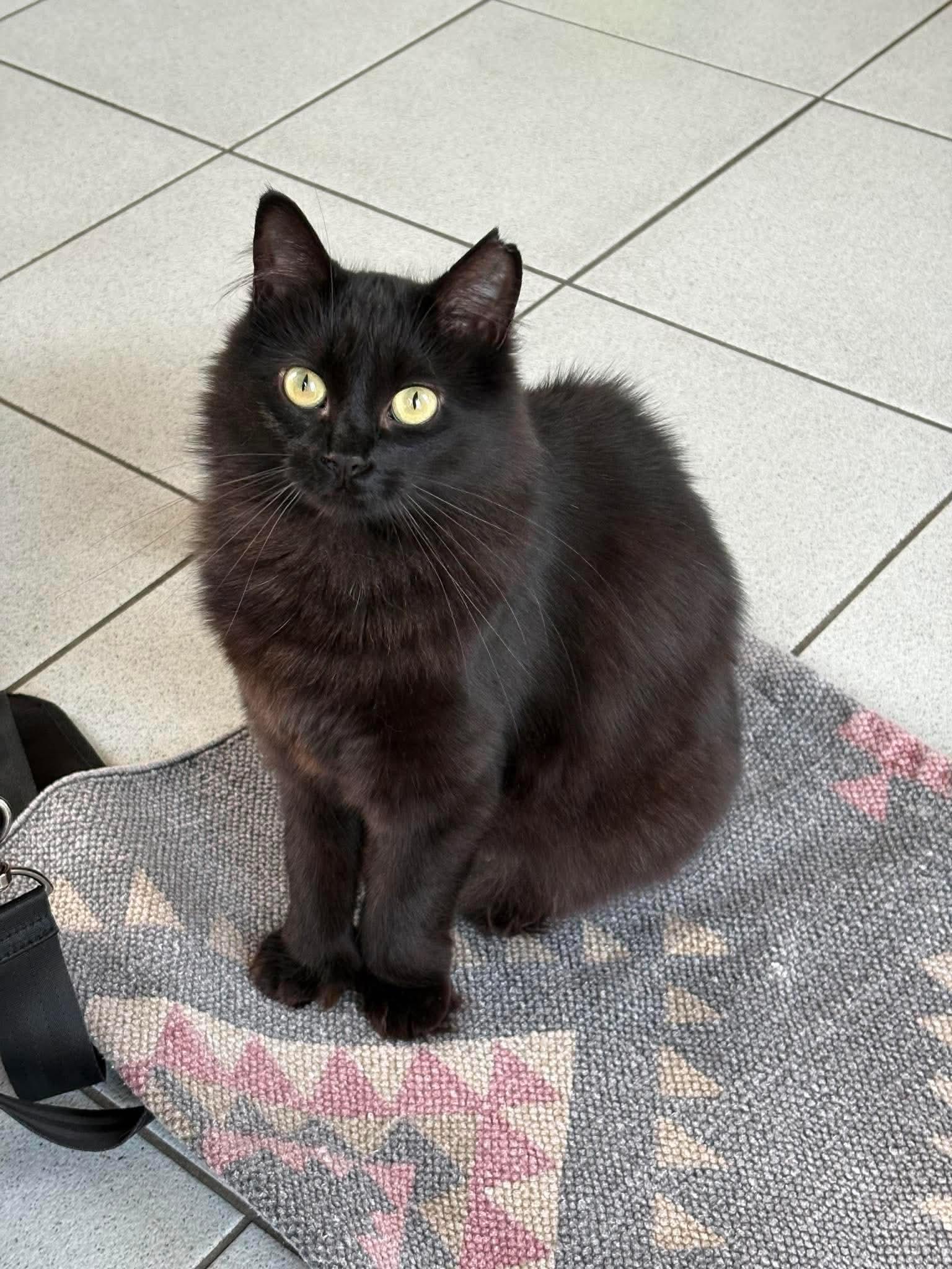 Raven, an adoptable Domestic Long Hair in Terrebonne, QC image 6/6