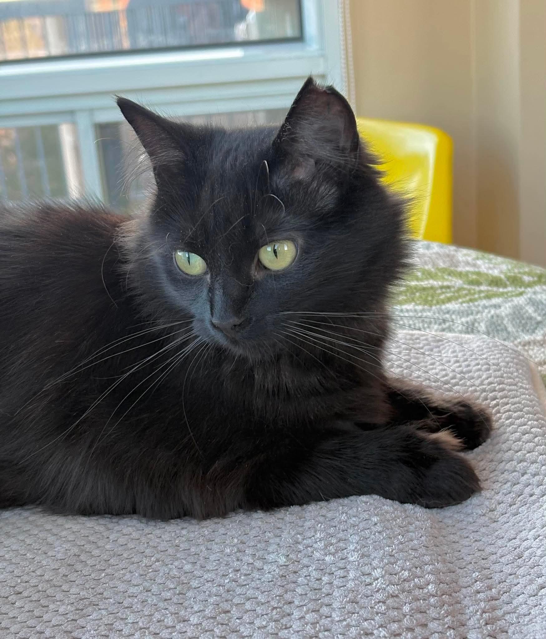 Raven, adoptable, Adult Female Domestic Long Hair.
