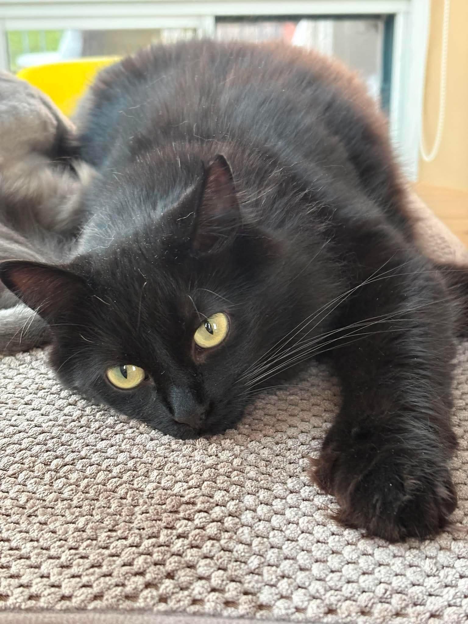 Enlarge Raven, an adoptable Domestic Long Hair in Terrebonne, QC image 4/6