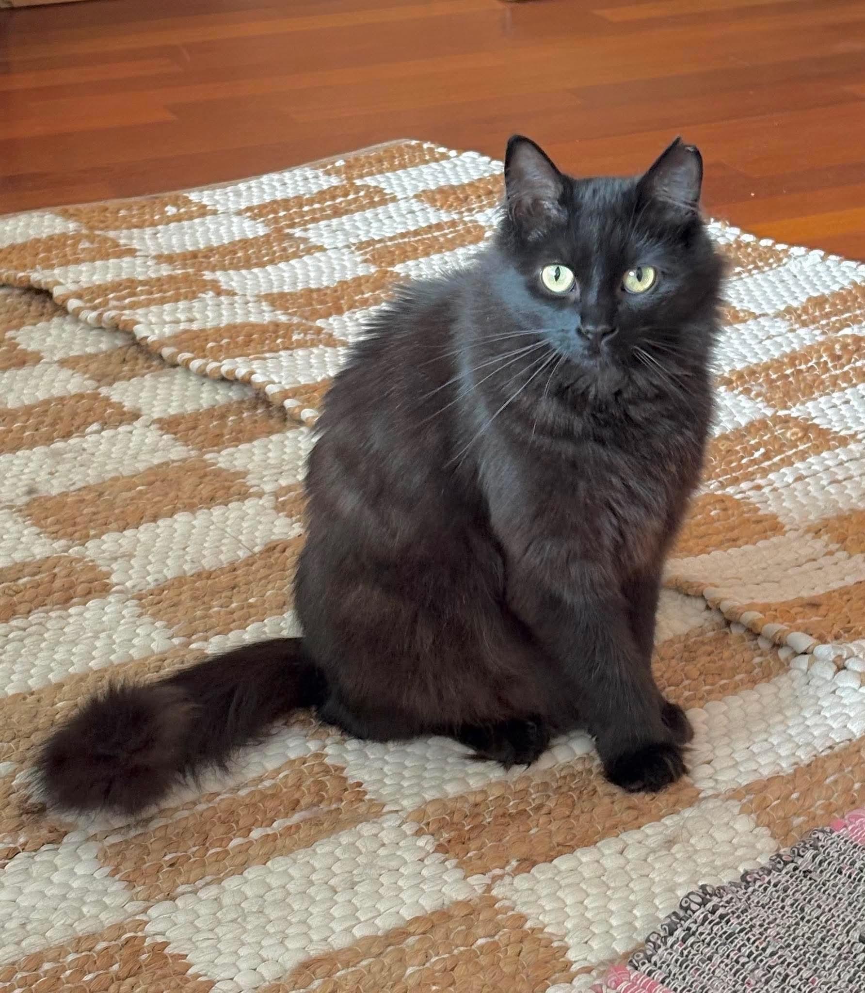 Enlarge Raven, an adoptable Domestic Long Hair in Terrebonne, QC image 3/6
