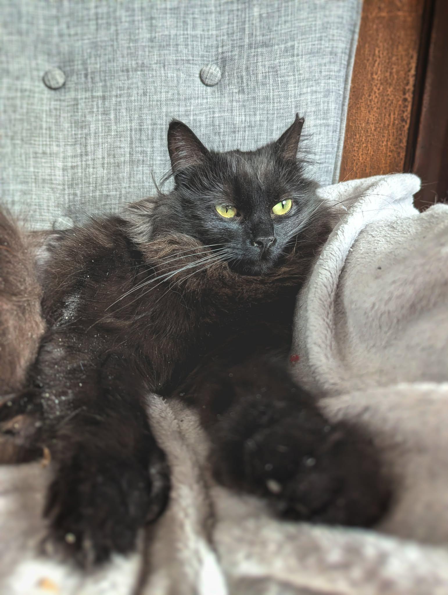 Raven, a ADOPTABLE Domestic Long Hair in Terrebonne, QC image 2/6