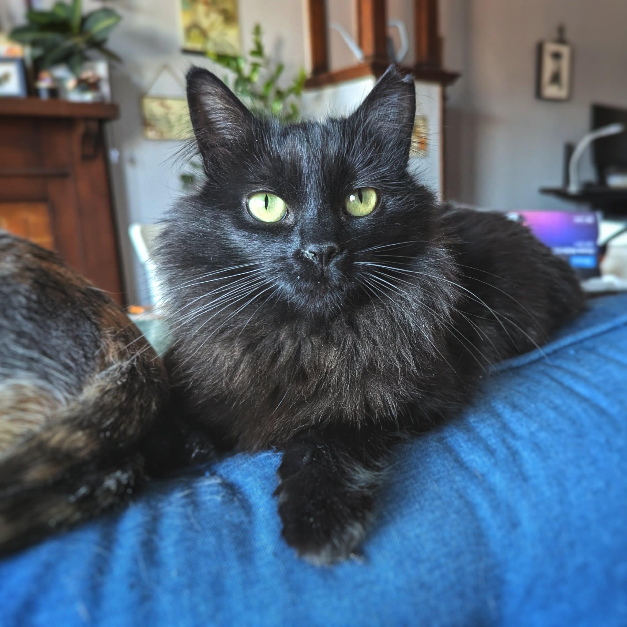 Raven, a ADOPTABLE Domestic Long Hair in Terrebonne, QC image 1/6