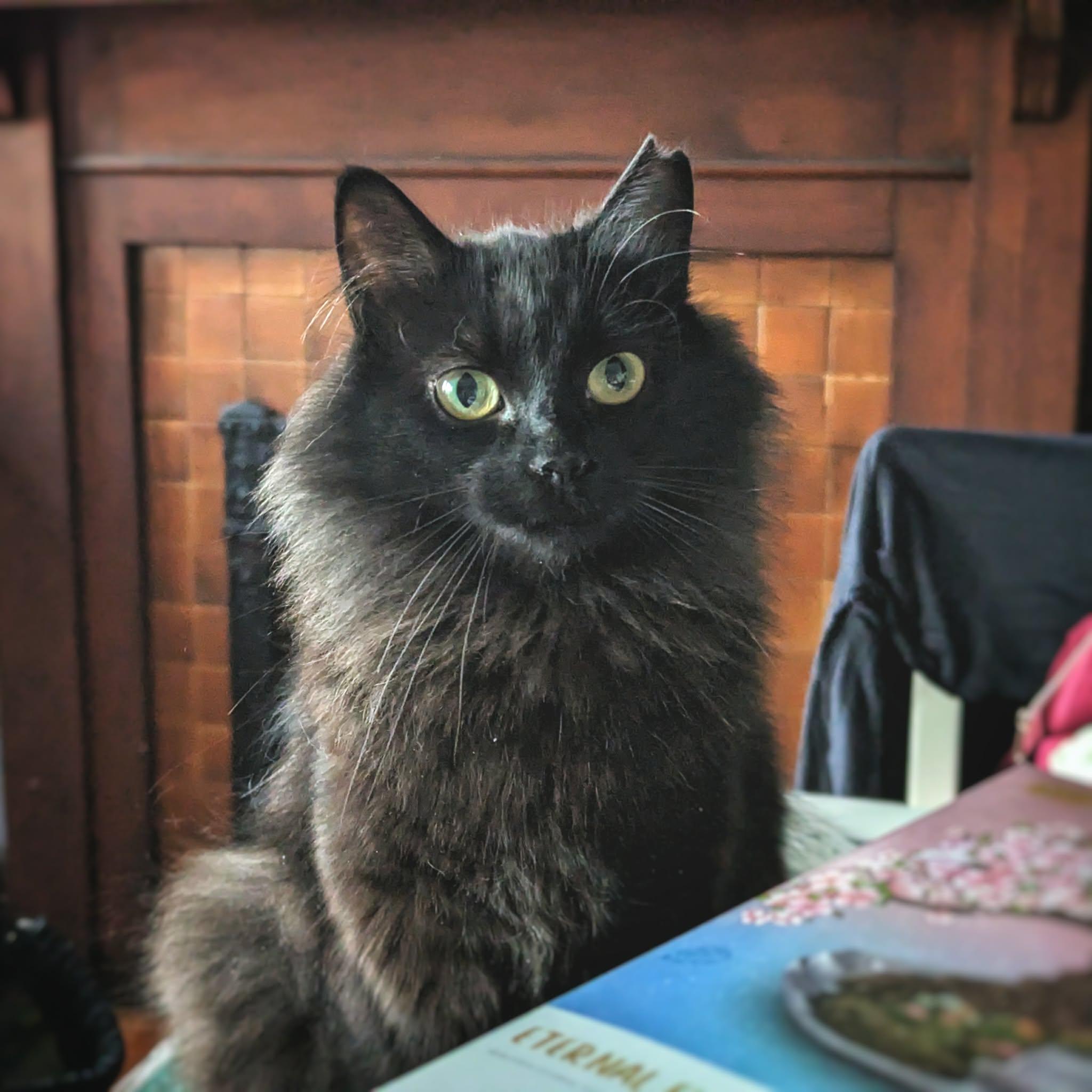 Raven, a ADOPTABLE Domestic Long Hair in Terrebonne, QC image 5/6