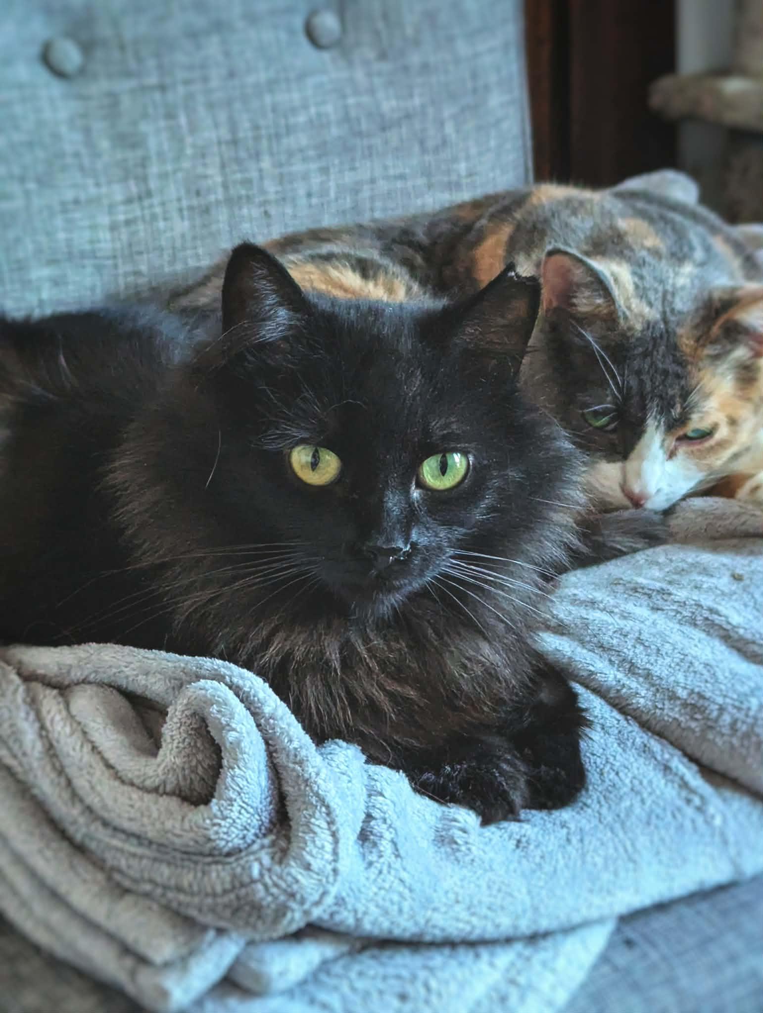 Raven, a ADOPTABLE Domestic Long Hair in Terrebonne, QC image 4/6