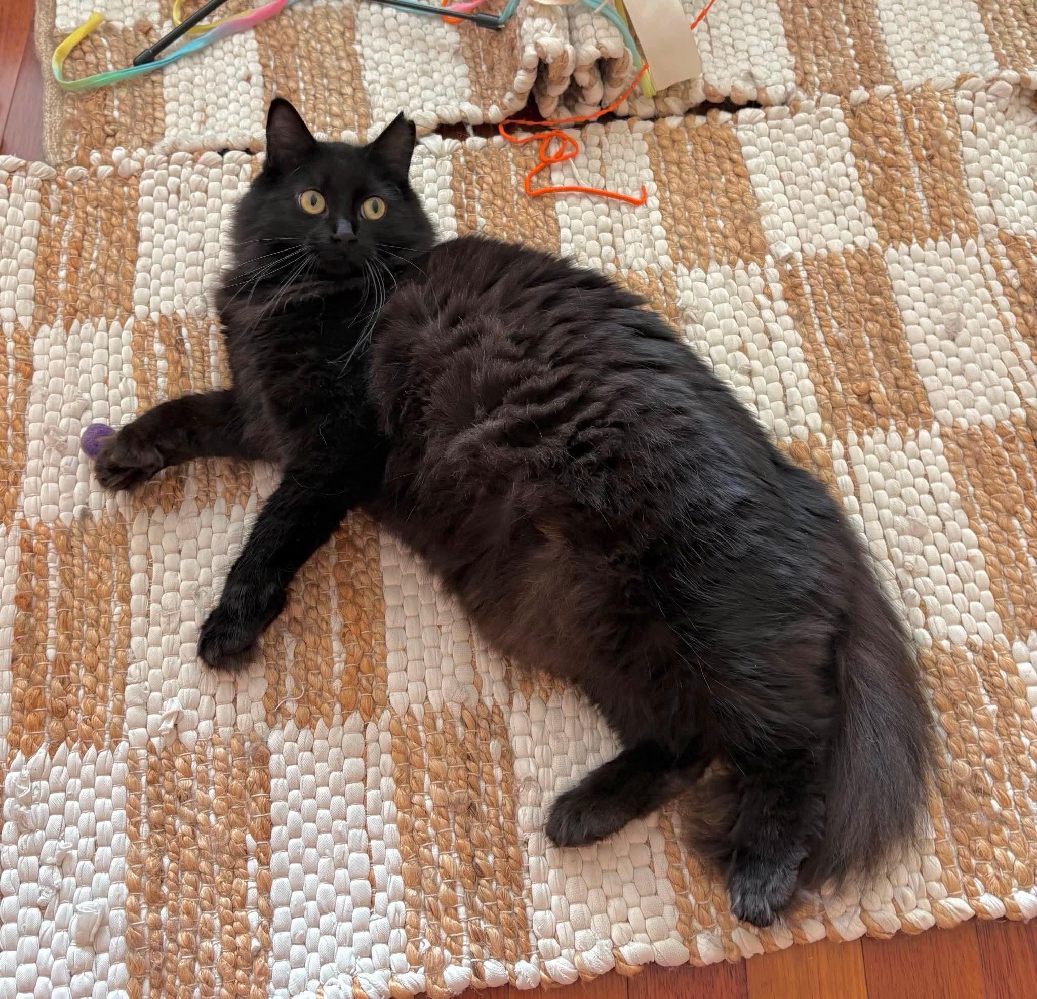 Enlarge Raven, an adoptable Domestic Long Hair in Terrebonne, QC image 5/6