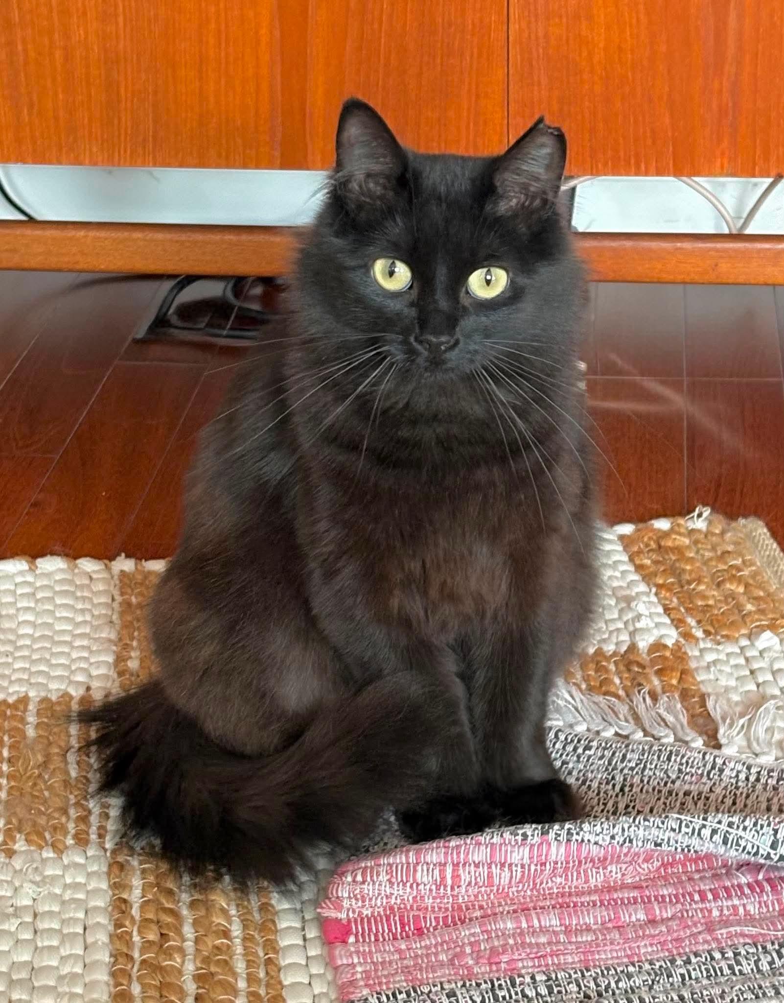 Enlarge Raven, an adoptable Domestic Long Hair in Terrebonne, QC image 2/6