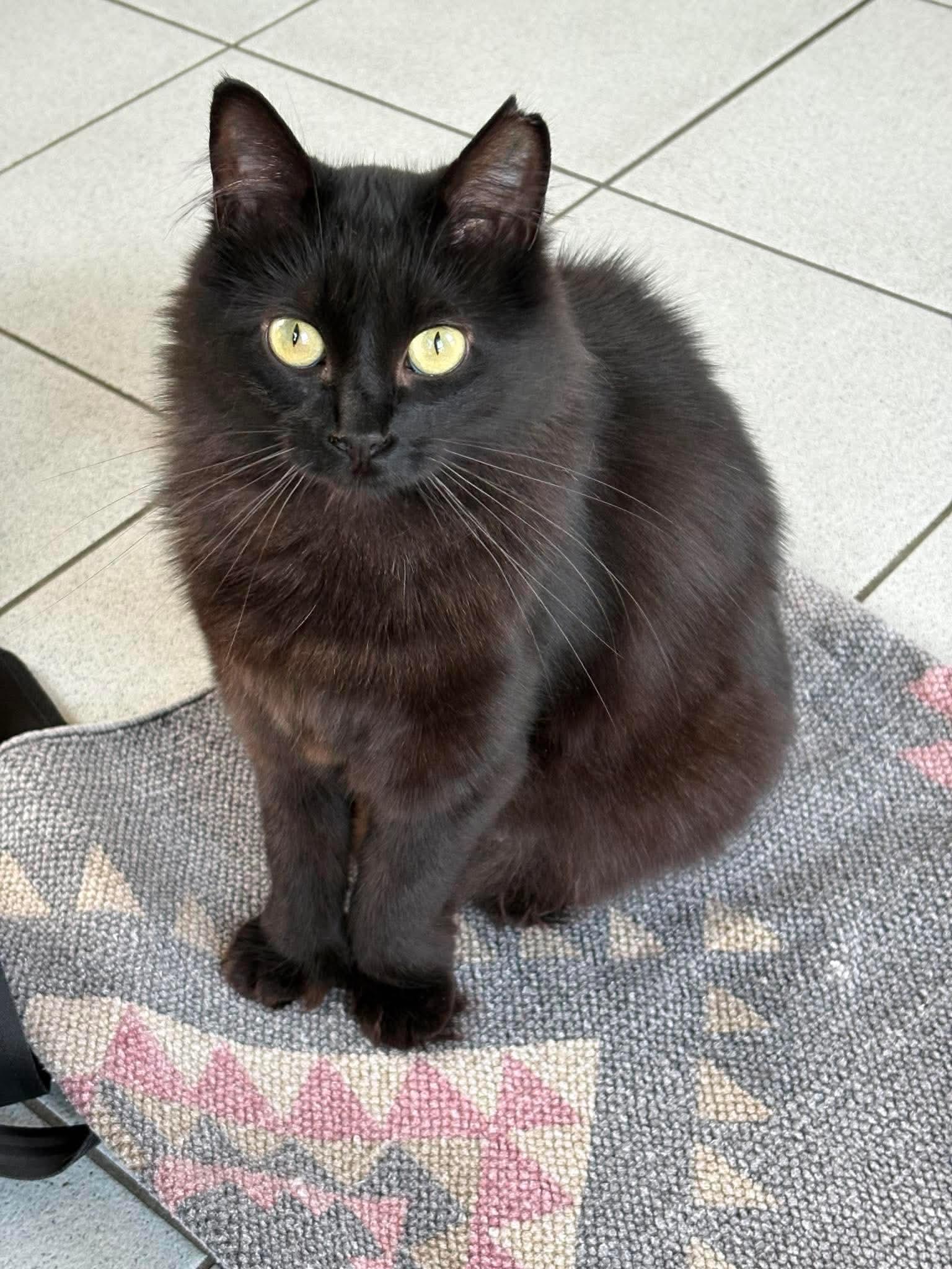 Raven, adoptable, Adult Female Domestic Long Hair.