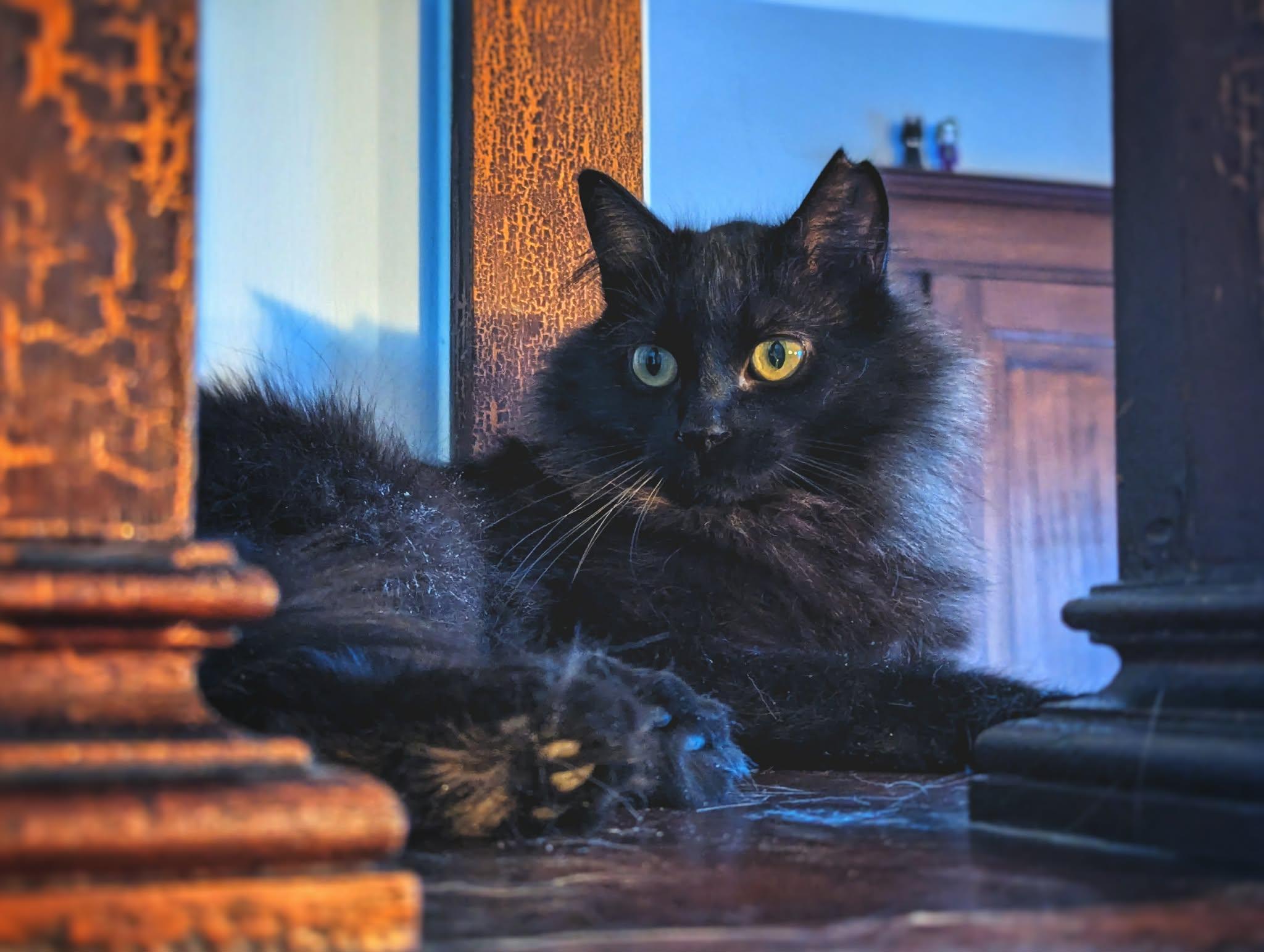 Raven, a ADOPTABLE Domestic Long Hair in Terrebonne, QC image 6/6