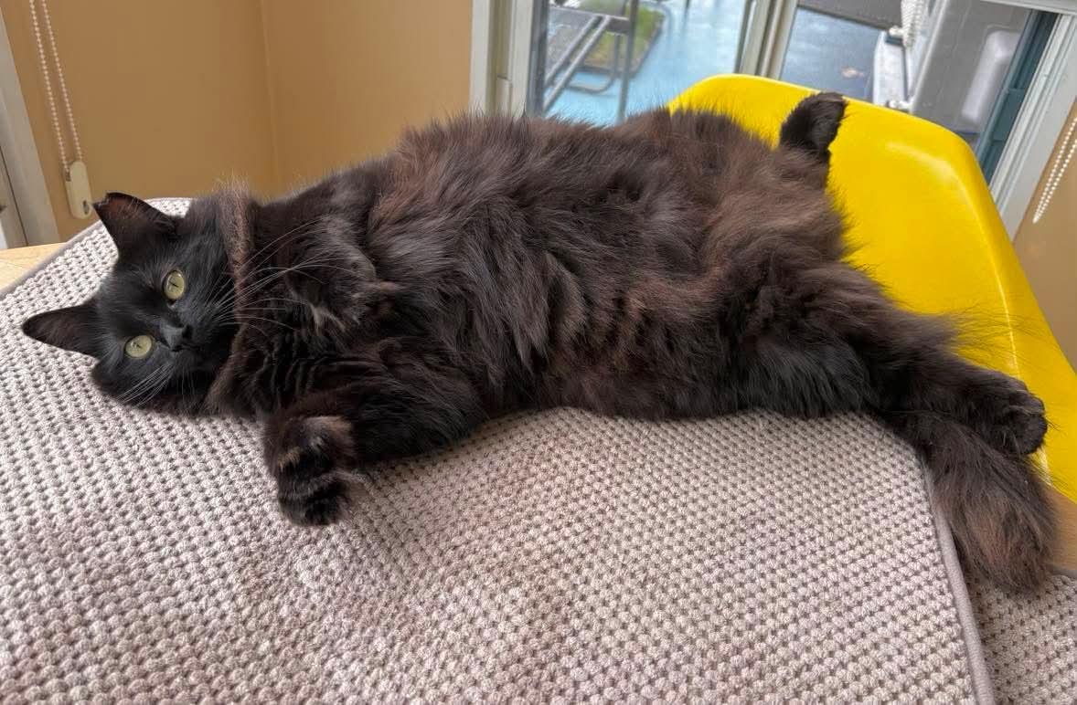 Enlarge Raven, an adoptable Domestic Long Hair in Terrebonne, QC image 6/6