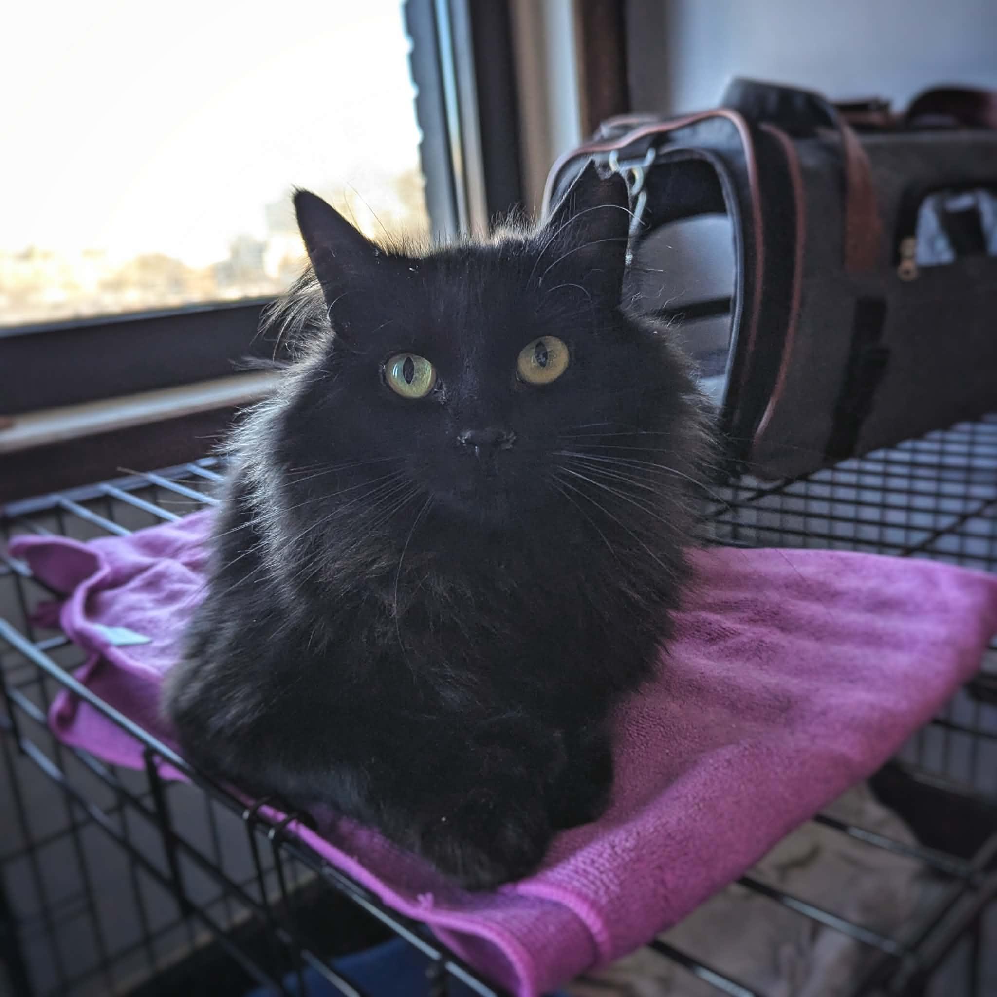 Raven, a ADOPTABLE Domestic Long Hair in Terrebonne, QC image 3/6