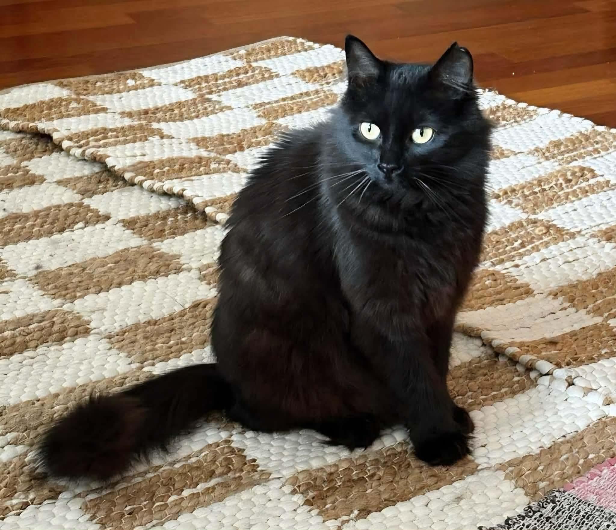 Enlarge Raven, an adoptable Domestic Long Hair in Terrebonne, QC image 6/6