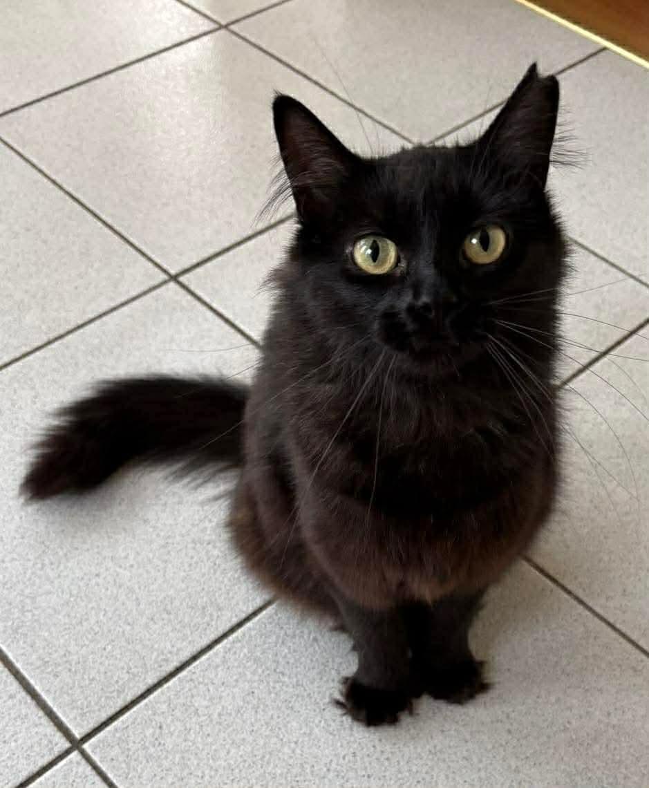 Raven, adoptable, Adult Female Domestic Long Hair.