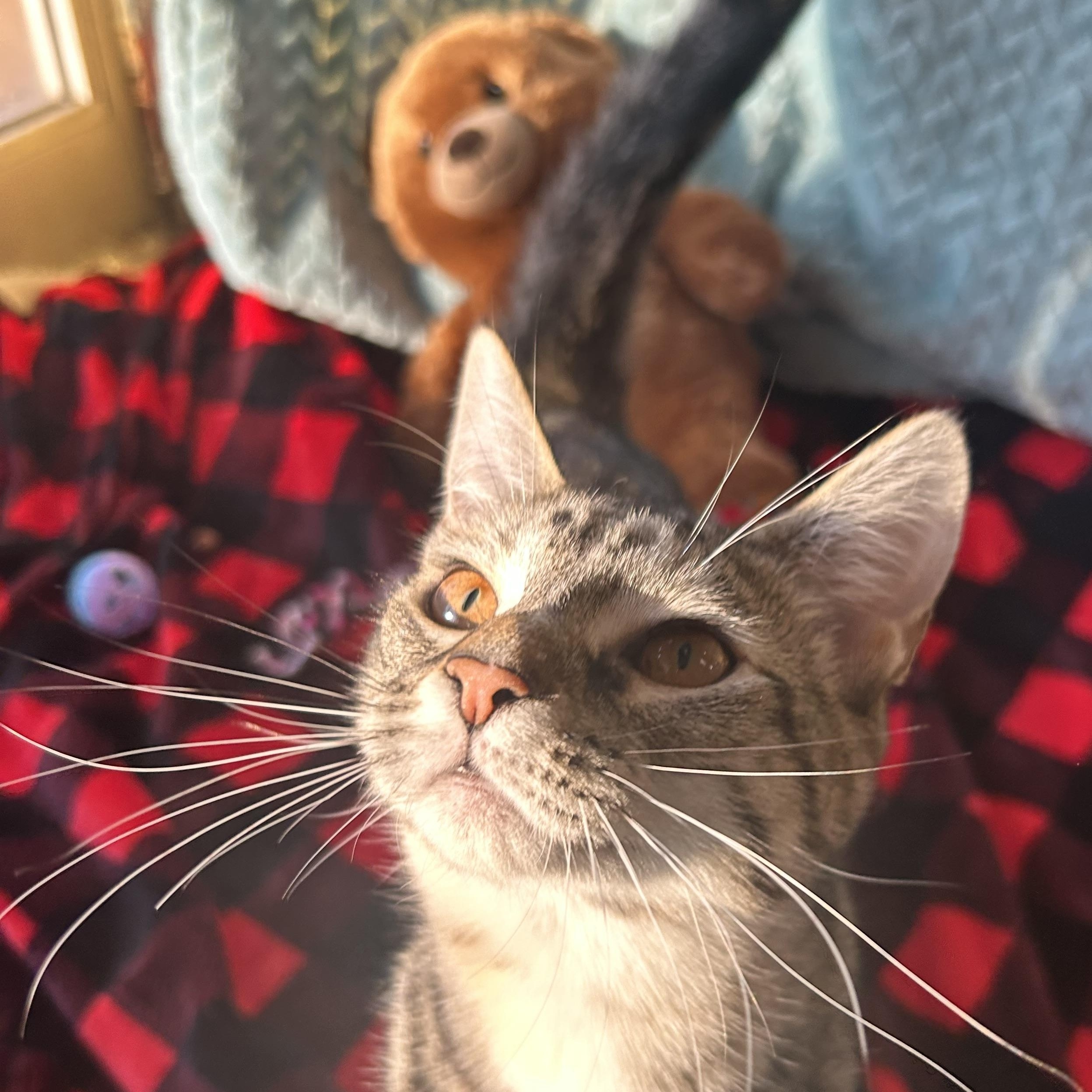 Celeste, Adoptable, Kitten Female Tabby & Calico.