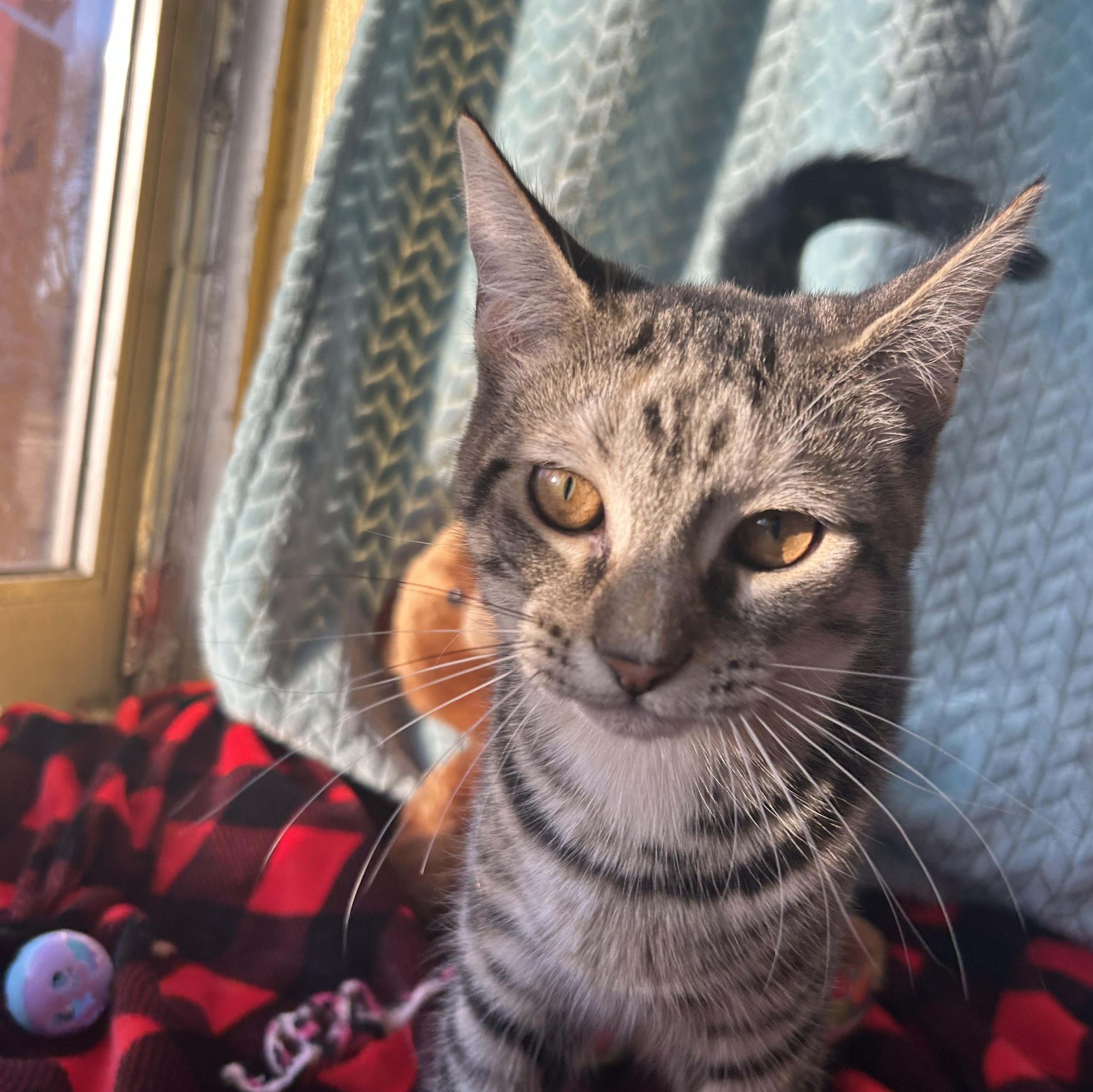 Enlarge Celeste, a Adoptable mixed breed in Madison Heights, MI image 3/5