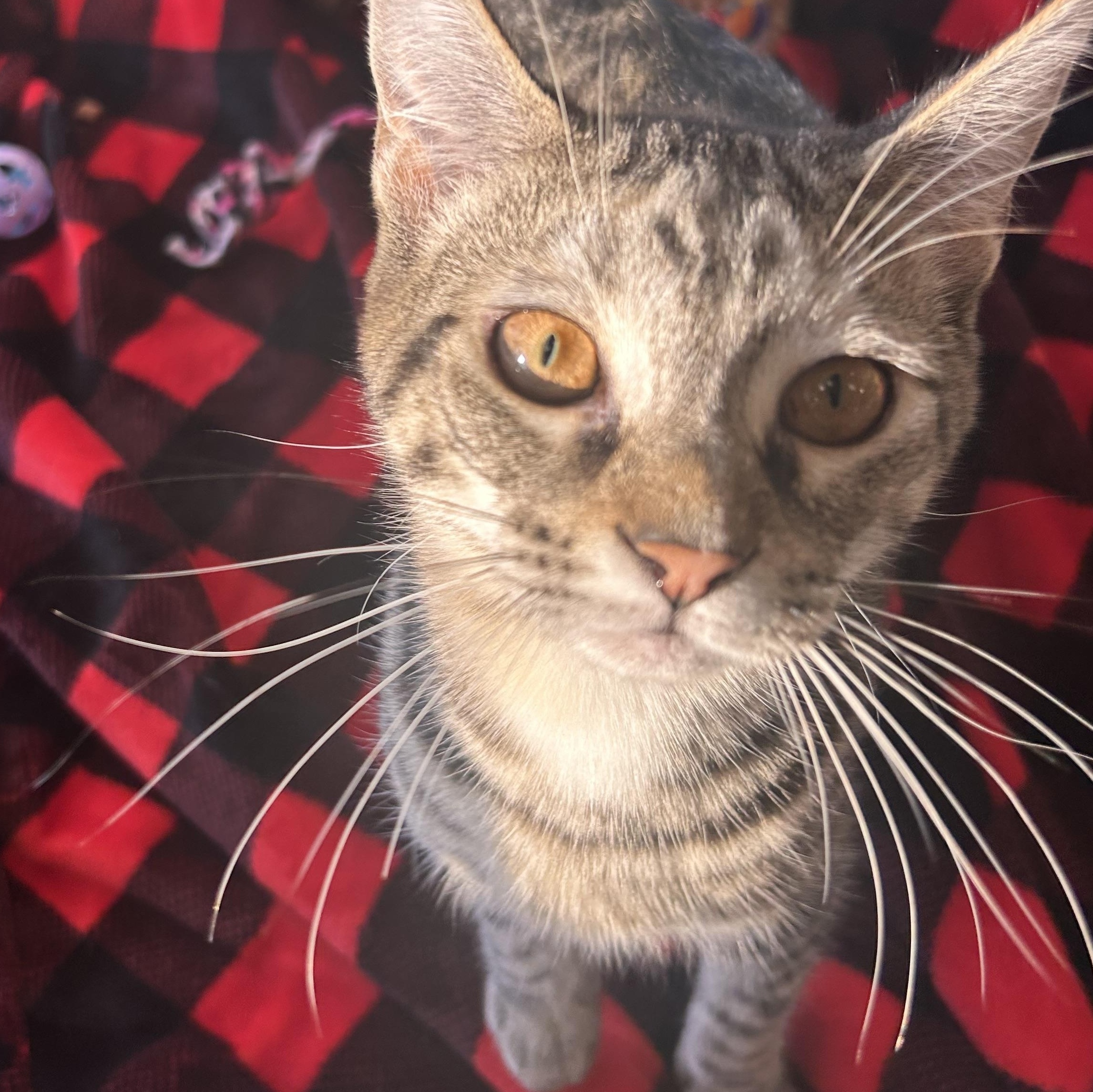 Enlarge Celeste, a Adoptable mixed breed in Madison Heights, MI image 4/5