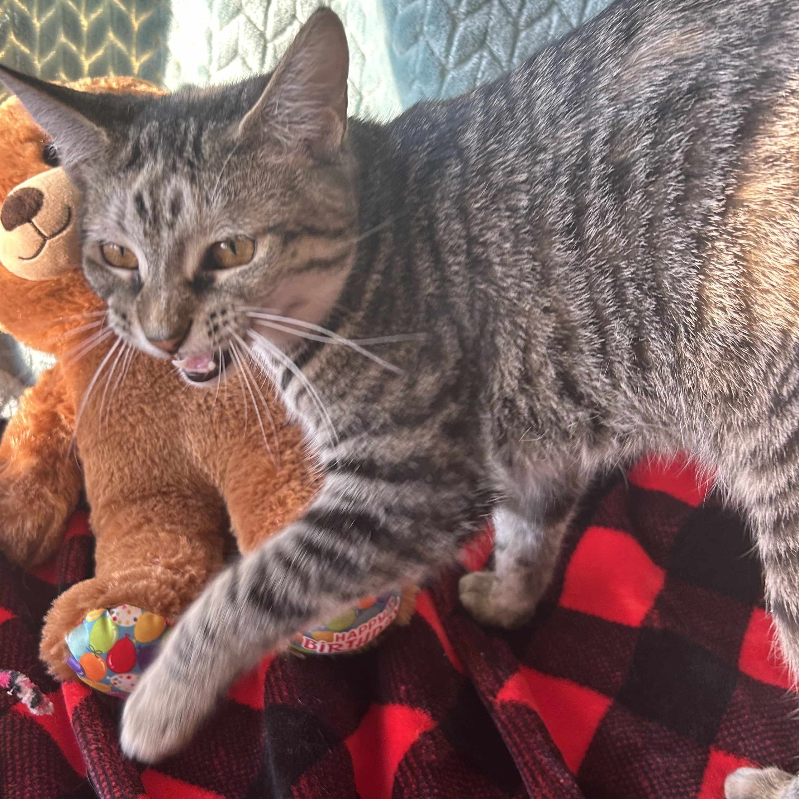 Enlarge Celeste, a Adoptable mixed breed in Madison Heights, MI image 5/5