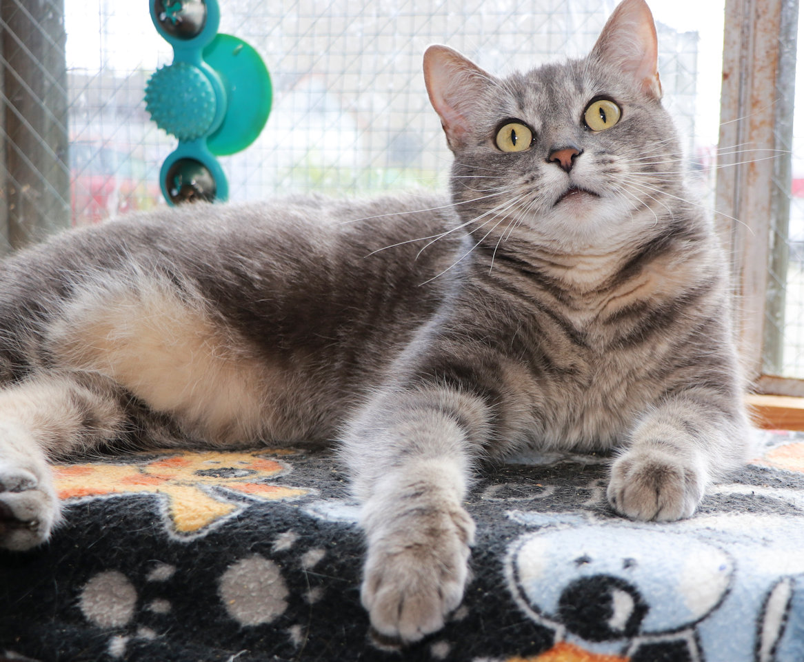 Enlarge Slate, a Adoptable Domestic Short Hair in Cincinnati, OH image 3/3