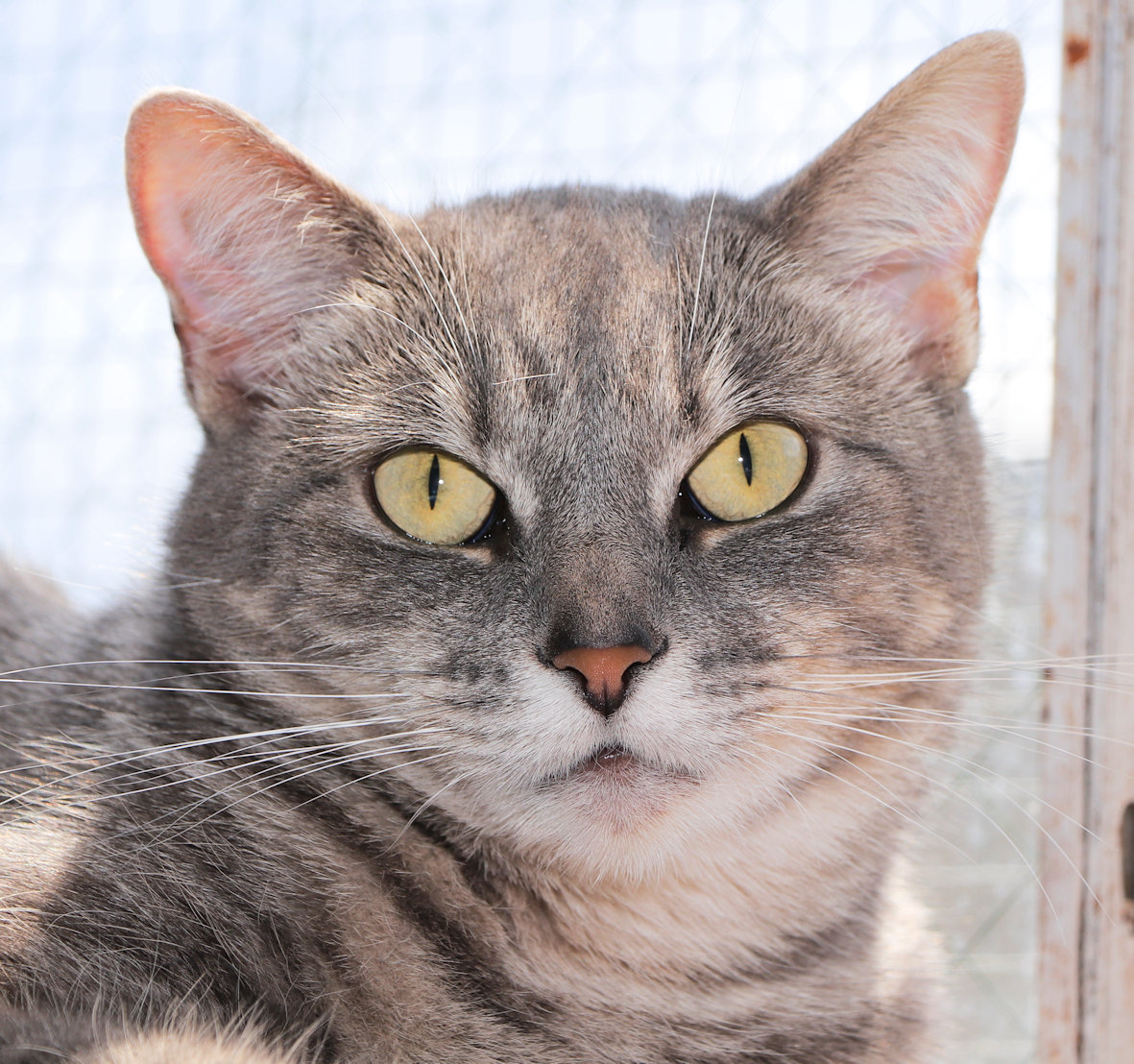 Enlarge Slate, a Adoptable Domestic Short Hair in Cincinnati, OH image 1/3