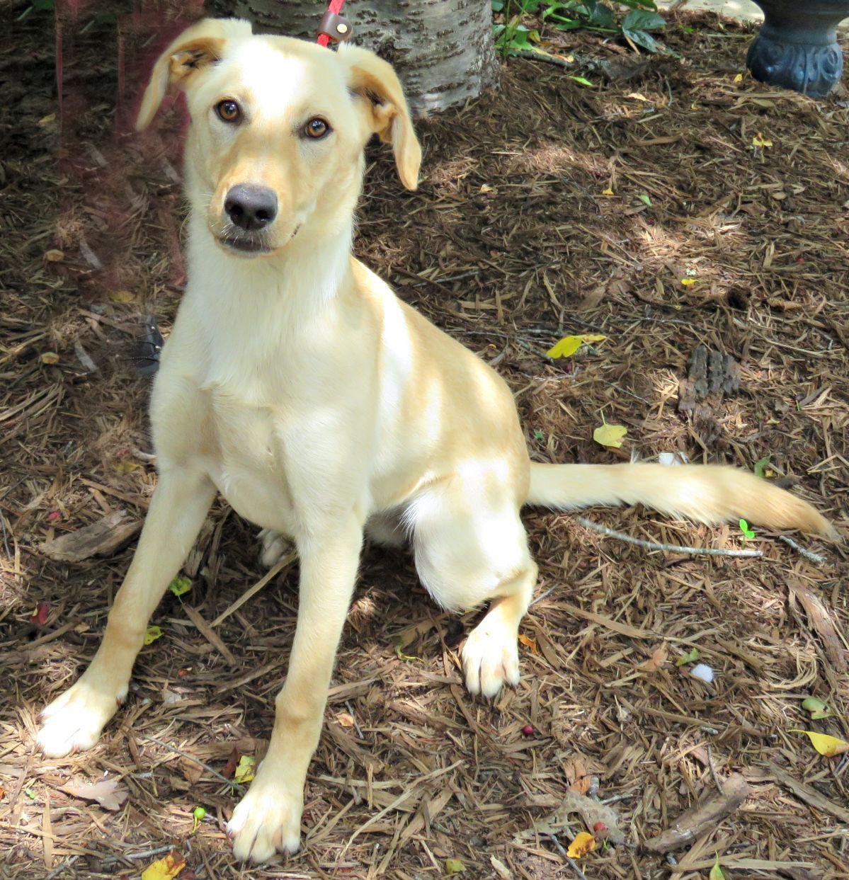 Polly, ADOPTABLE, Young Female Labrador Retriever.