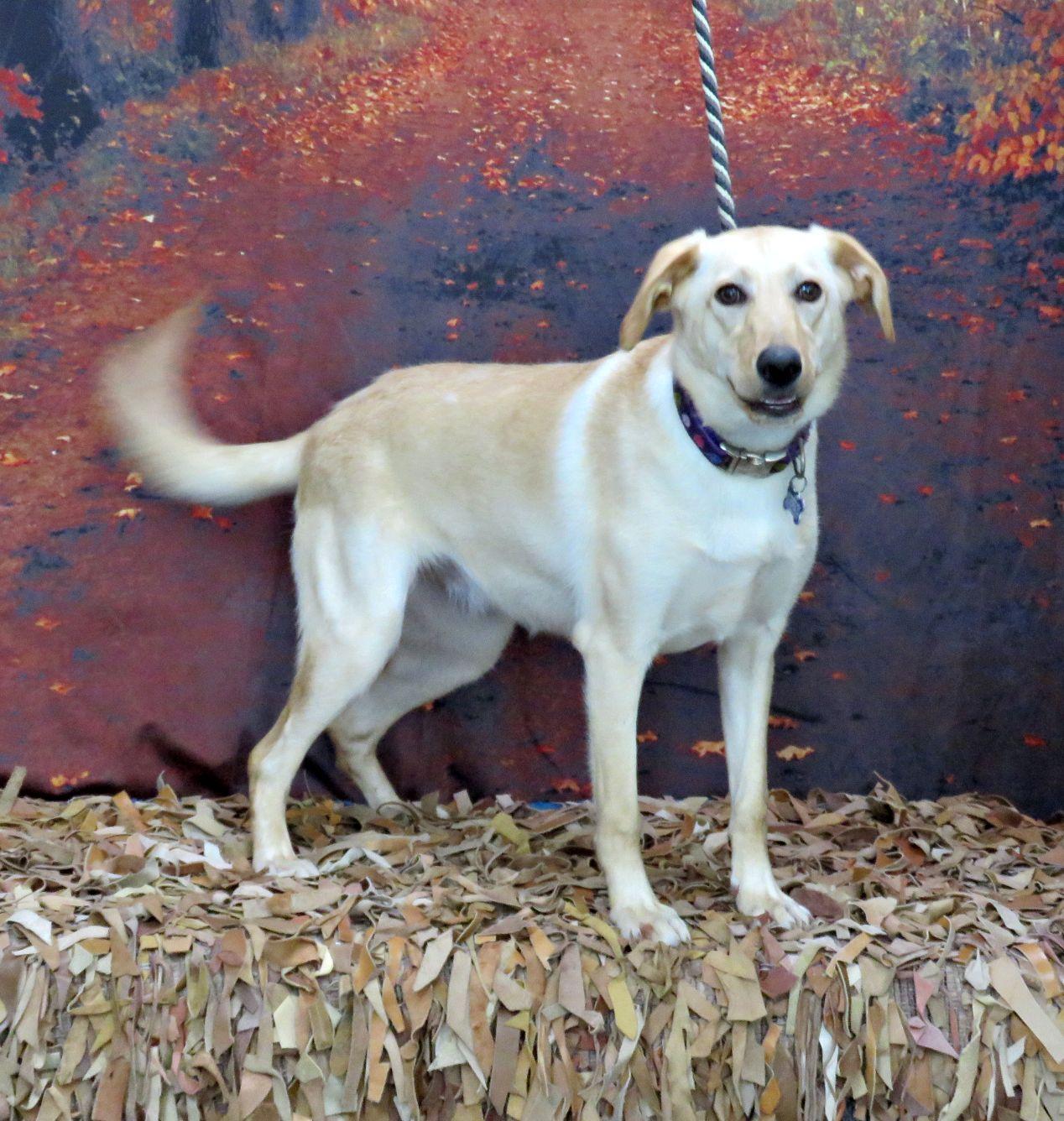 Polly, ADOPTABLE, Young Female Labrador Retriever.