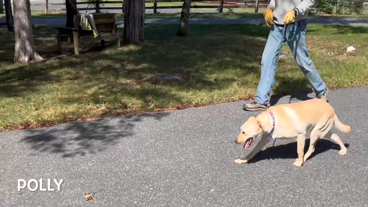 Enlarge Polly, a Adoptable mixed breed in Lexington, VA video 2/2