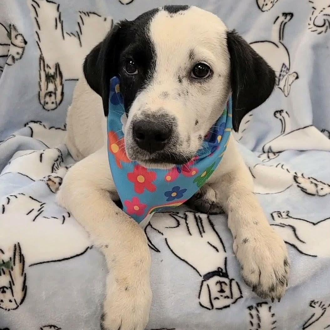 Aegon aka Elvis, a ADOPTABLE mixed breed in Woolwich, ME image 2/4