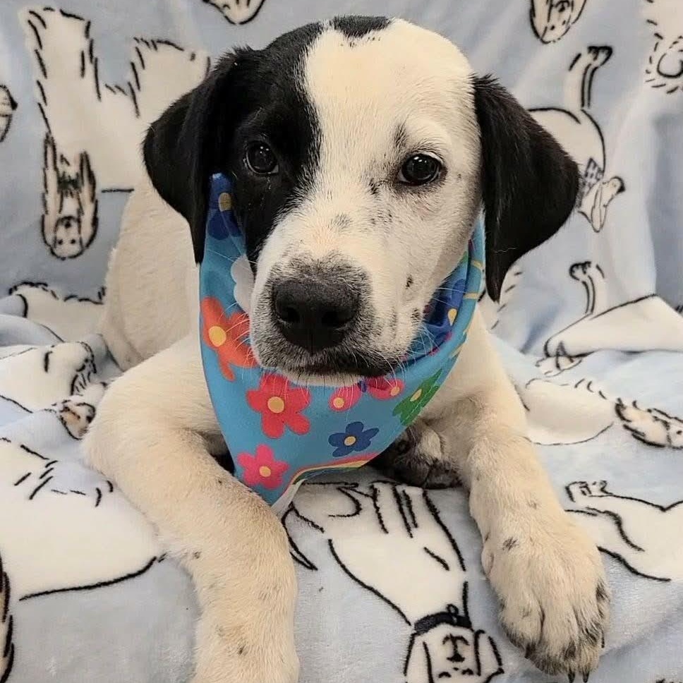 Aegon aka Elvis, a ADOPTABLE mixed breed in Woolwich, ME image 3/4