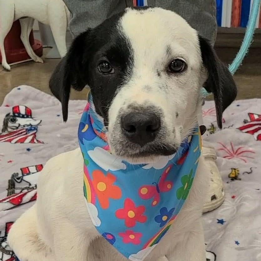 Aegon aka Elvis, ADOPTABLE, Young Male Pointer.