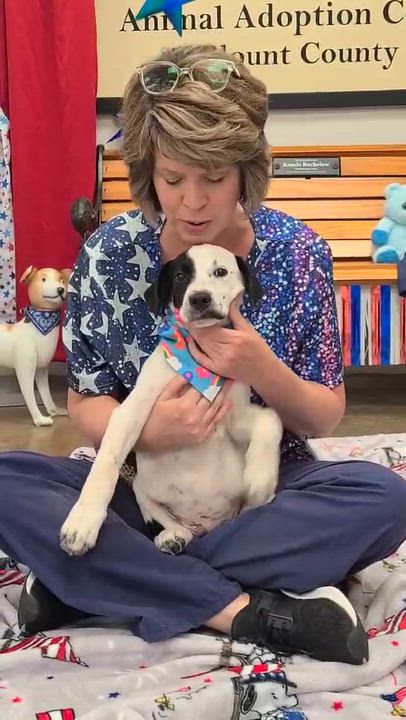 Enlarge Aegon aka Elvis, a ADOPTABLE mixed breed in Woolwich, ME video 4/4