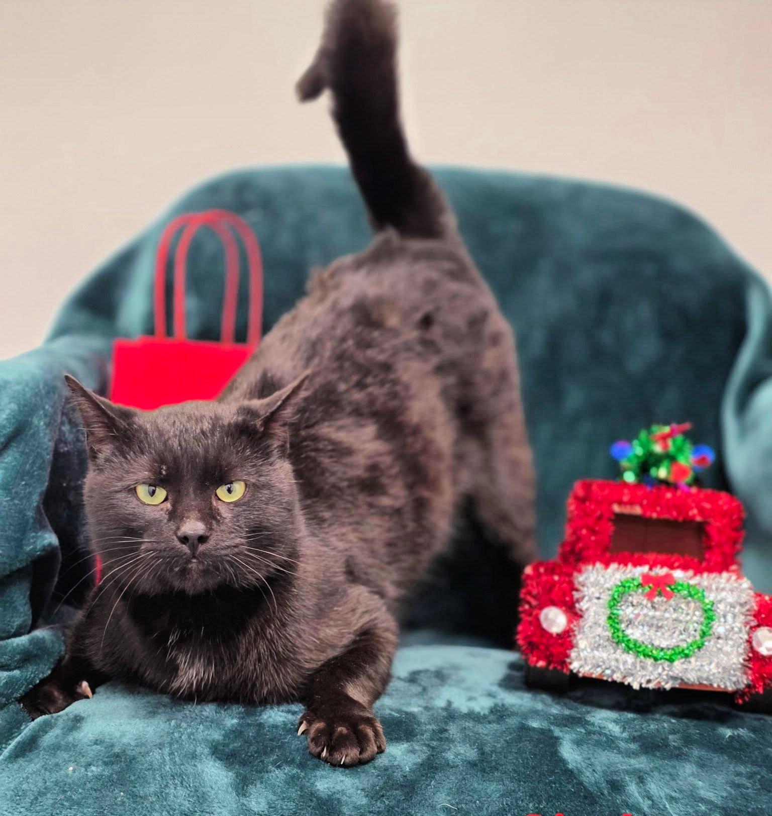 Simba, ADOPTABLE, Adult Male Domestic Short Hair.