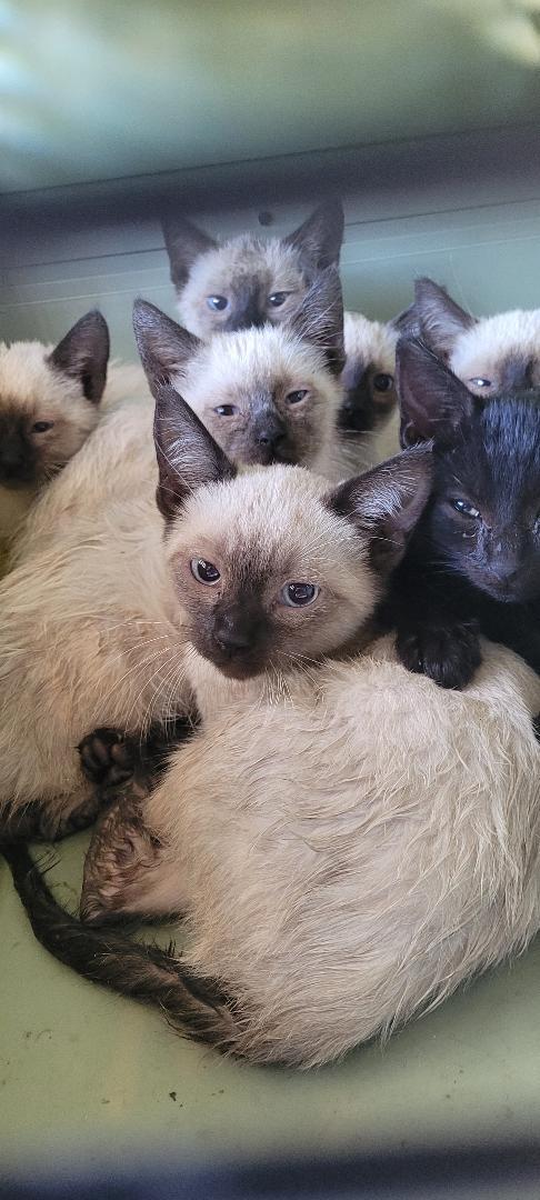 Enlarge WATER BABIES x 8, a ADOPTABLE mixed breed in Escalon, CA image 2/6