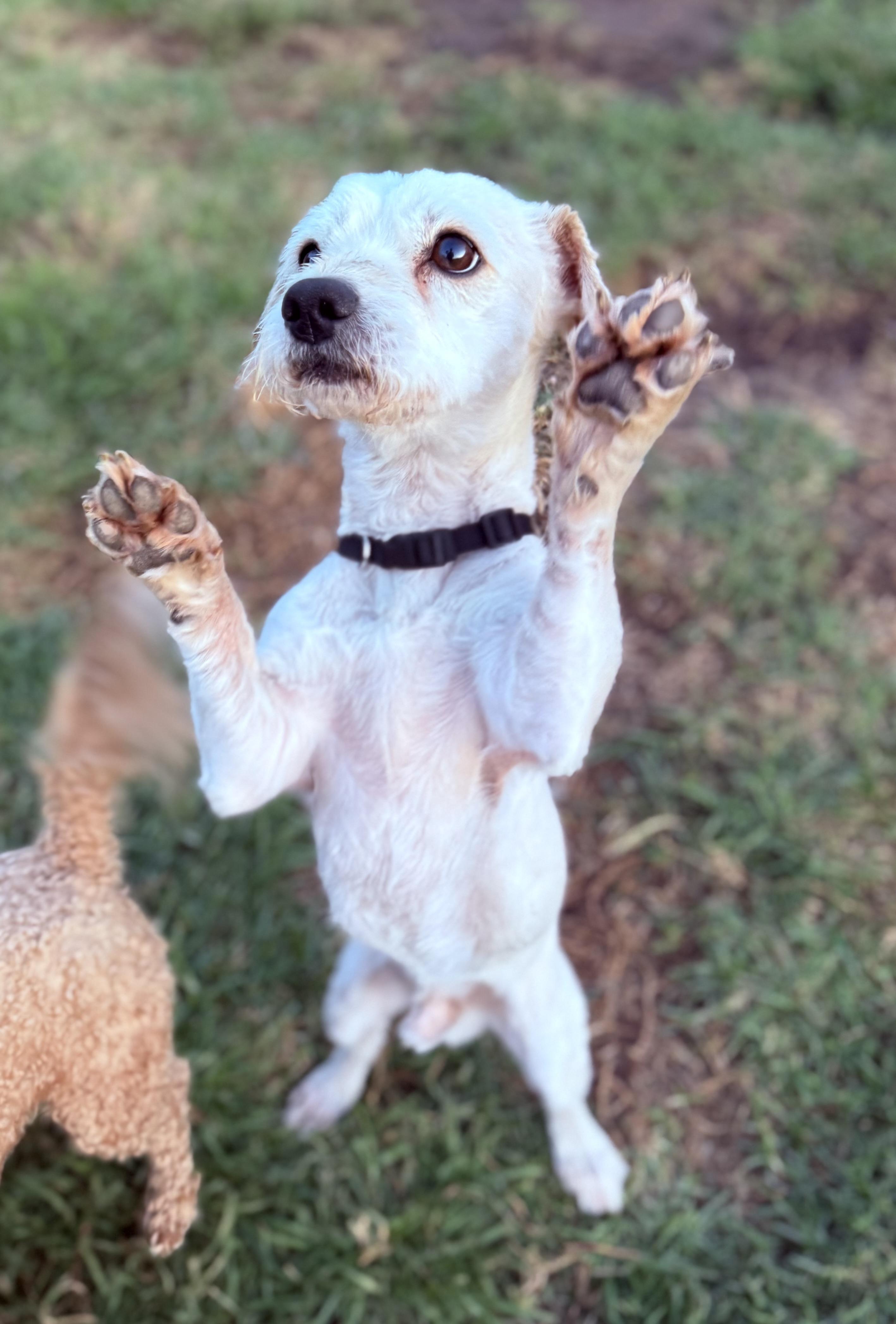 Benny, Adoptable, Adult Male Maltese.