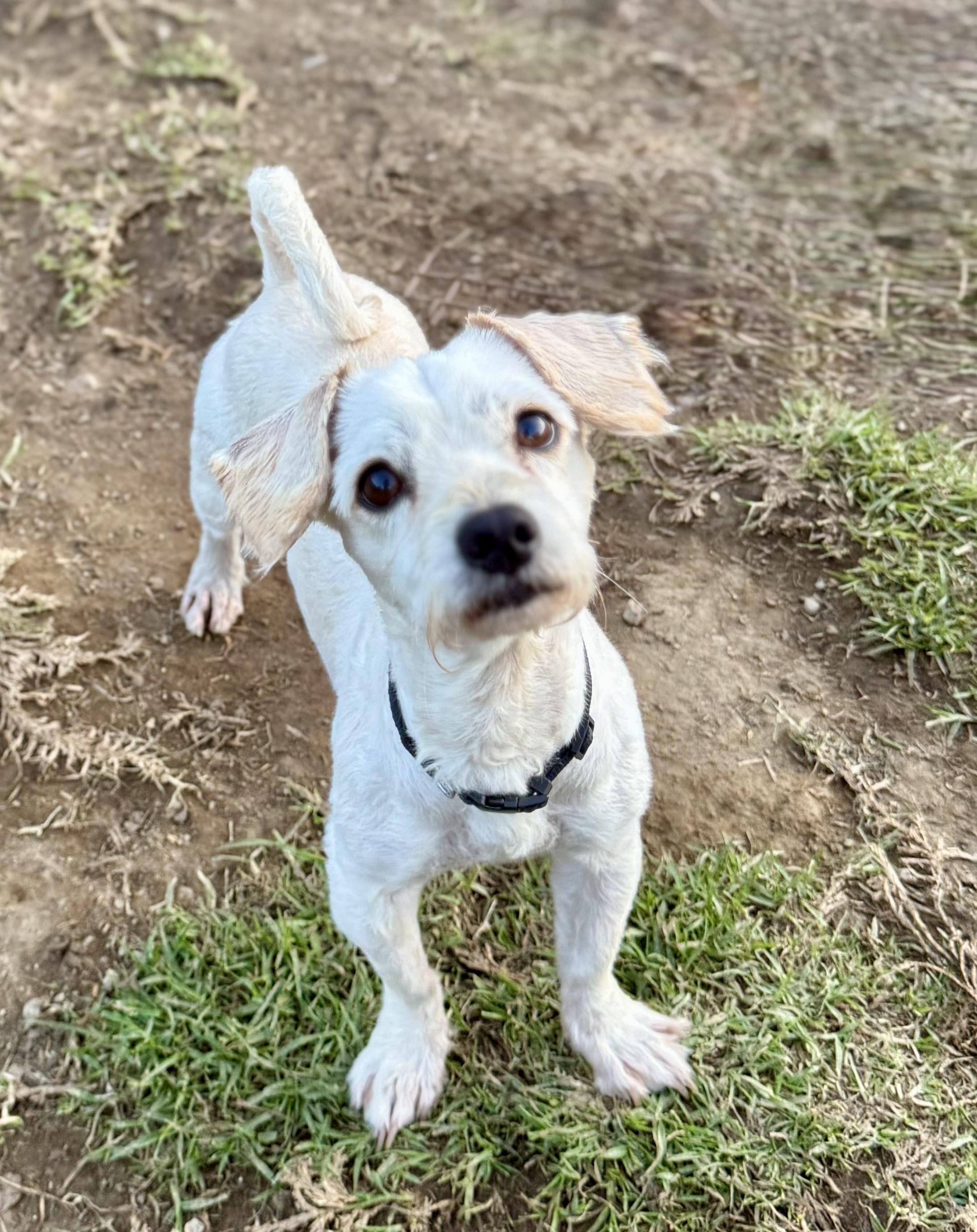 Enlarge Benny, a Adoptable Maltese in Los Angeles, CA image 2/2