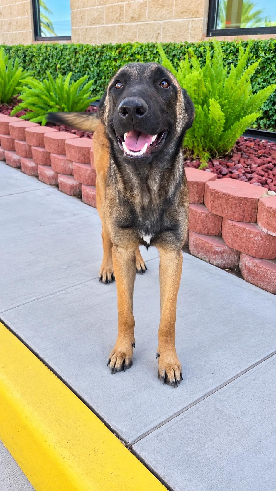 Enlarge ZORRO, a Adoptable Belgian Shepherd / Malinois in Stanfordville, NY image 1/5