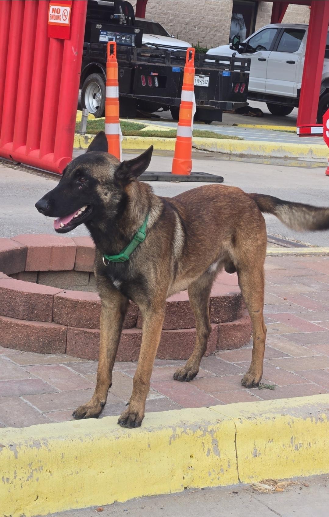 Enlarge ZORRO, a Adoptable Belgian Shepherd / Malinois in Stanfordville, NY image 5/5
