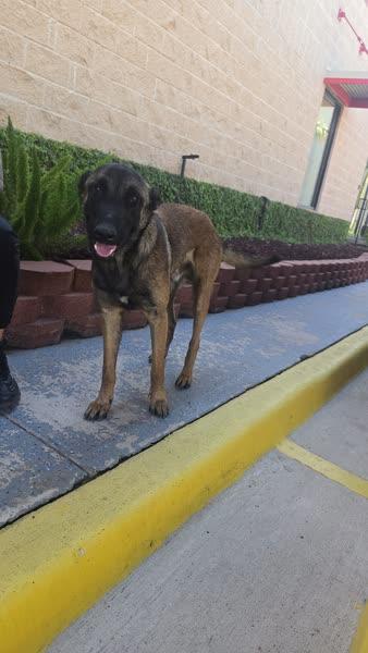 Enlarge ZORRO, a Adoptable Belgian Shepherd / Malinois in Stanfordville, NY image 2/5