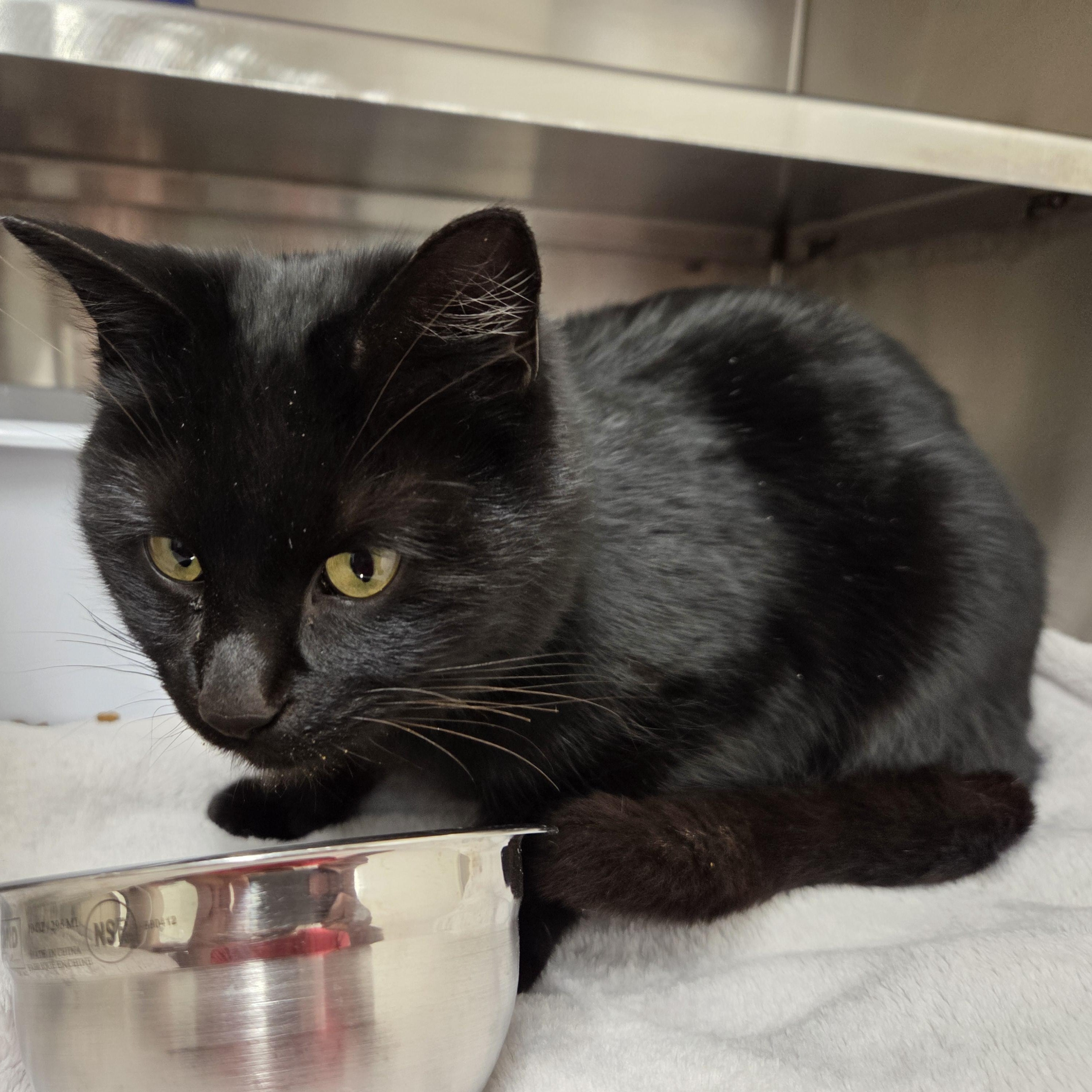 Enlarge Elvira, a ADOPTABLE Domestic Short Hair in Brooks, AB image 1/1