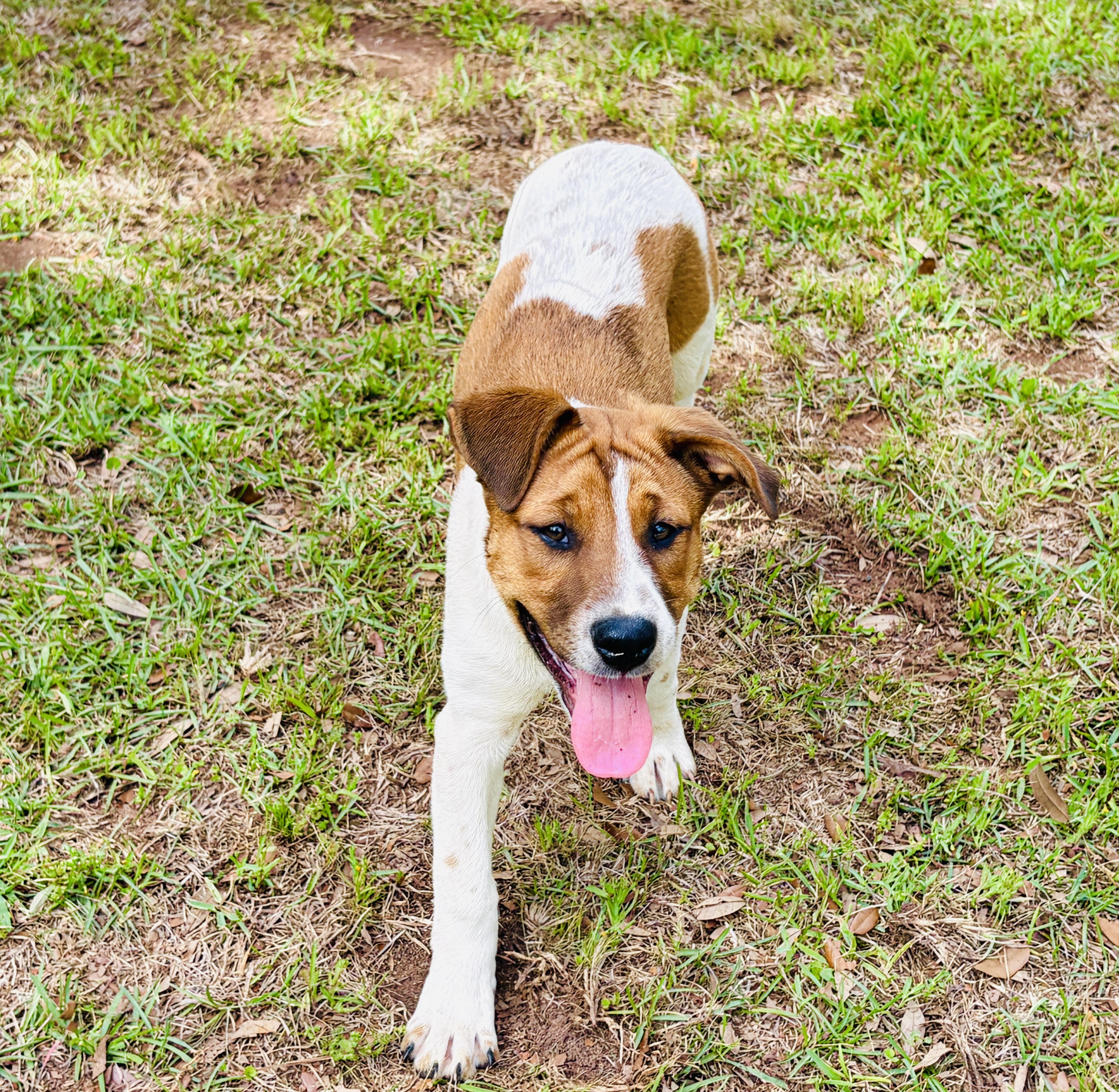 Enlarge Meri, a Adoptable mixed breed in Harrisburg, PA image 4/6
