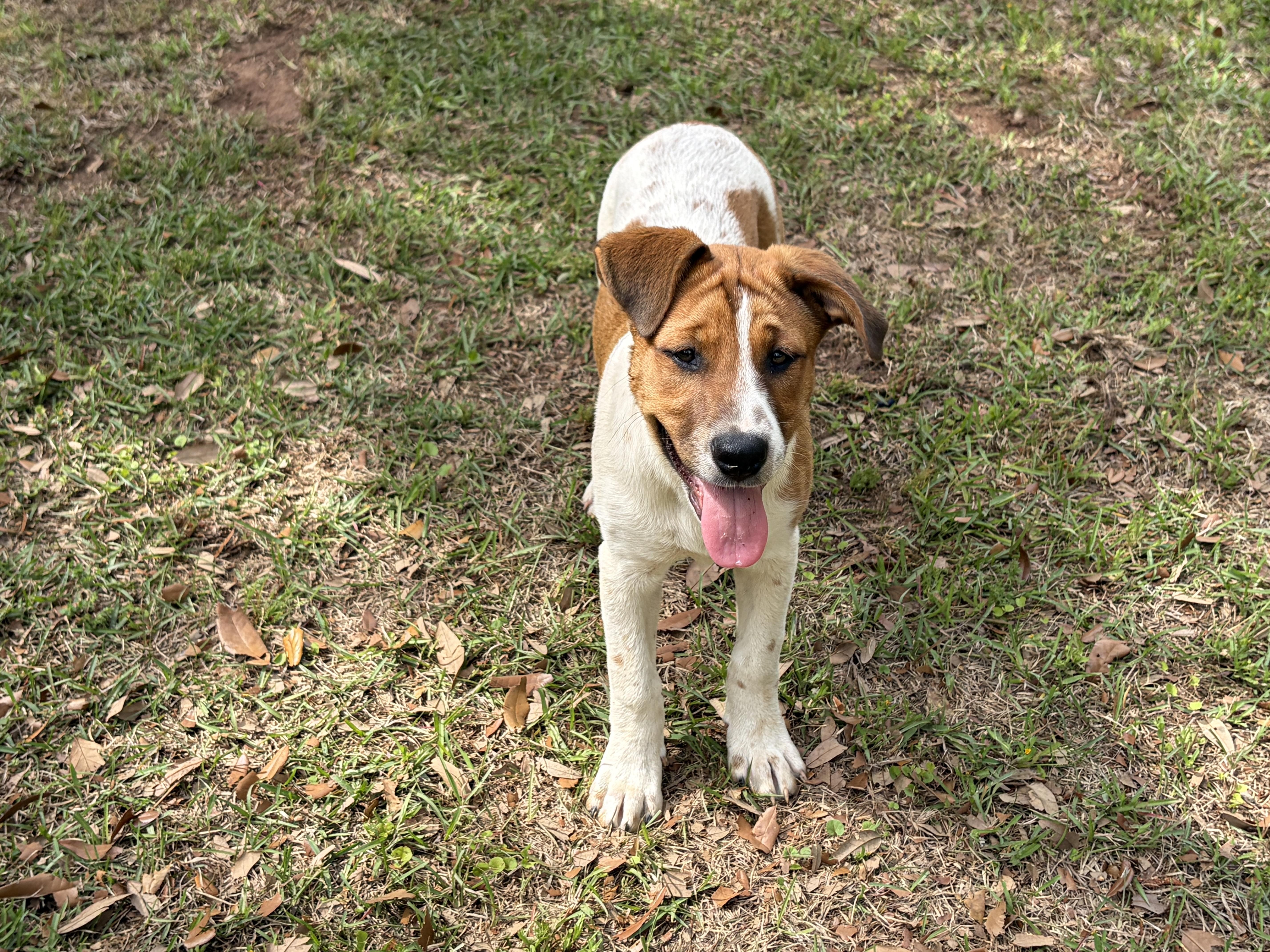 Enlarge Meri, a Adoptable mixed breed in Harrisburg, PA image 3/6