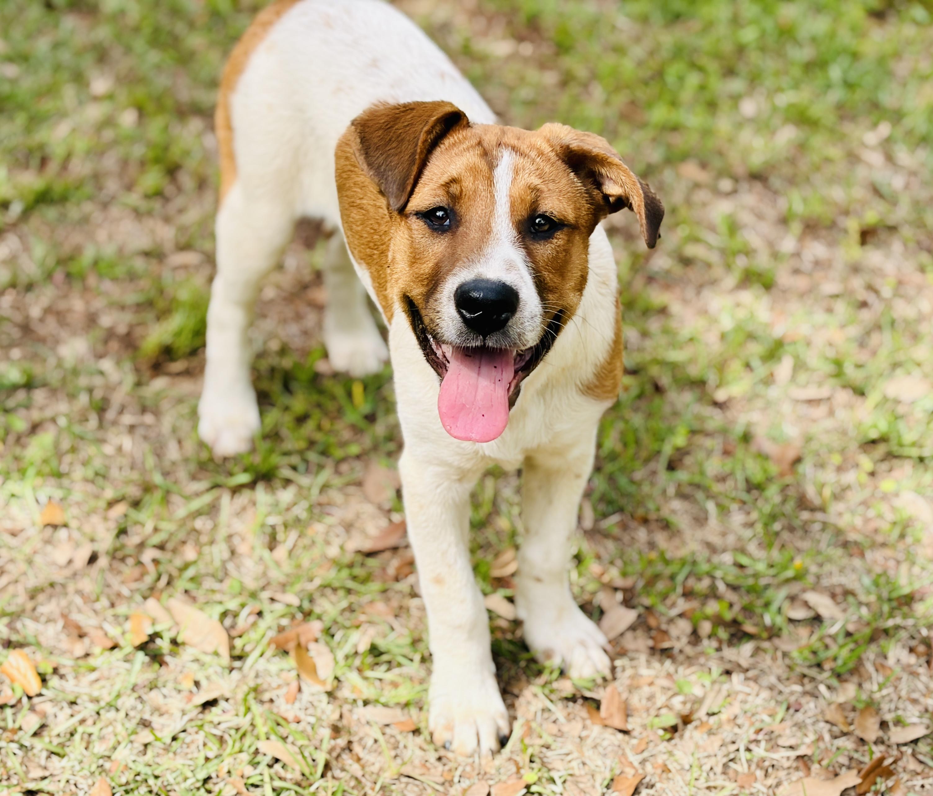 Enlarge Meri, a Adoptable mixed breed in Harrisburg, PA image 1/6