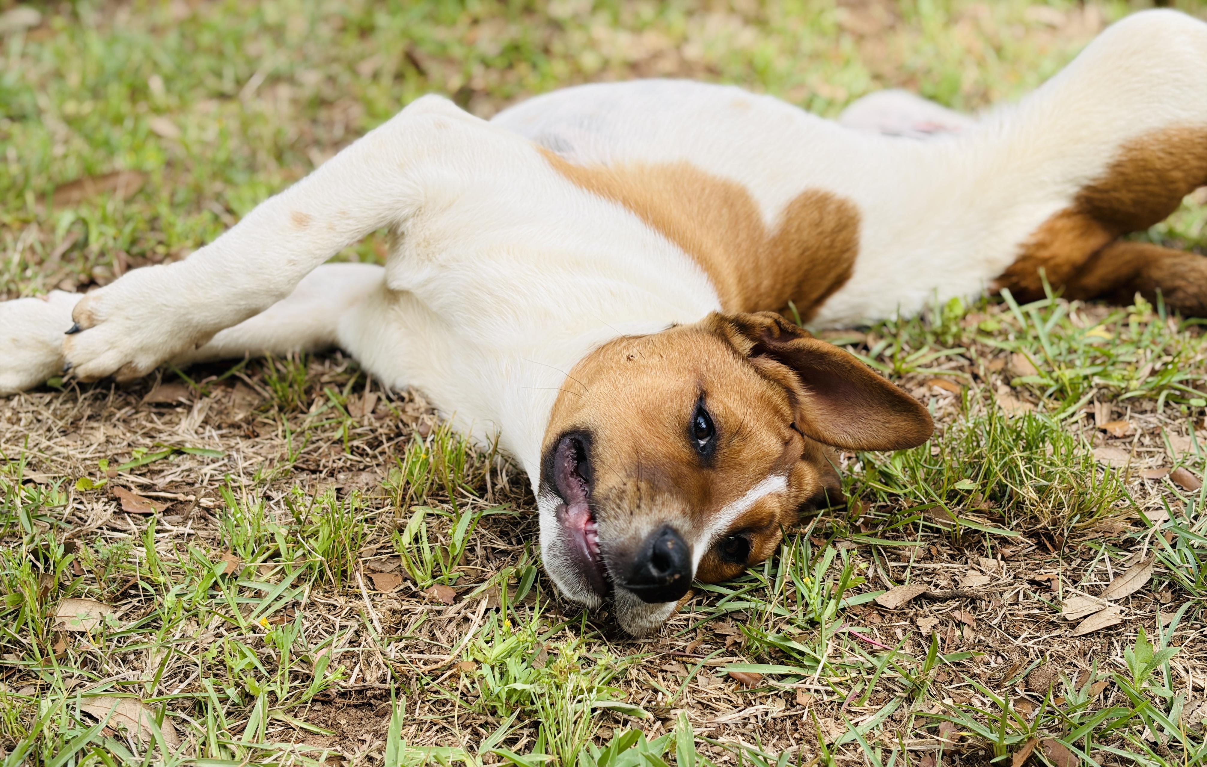 Enlarge Meri, a Adoptable mixed breed in Harrisburg, PA image 6/6
