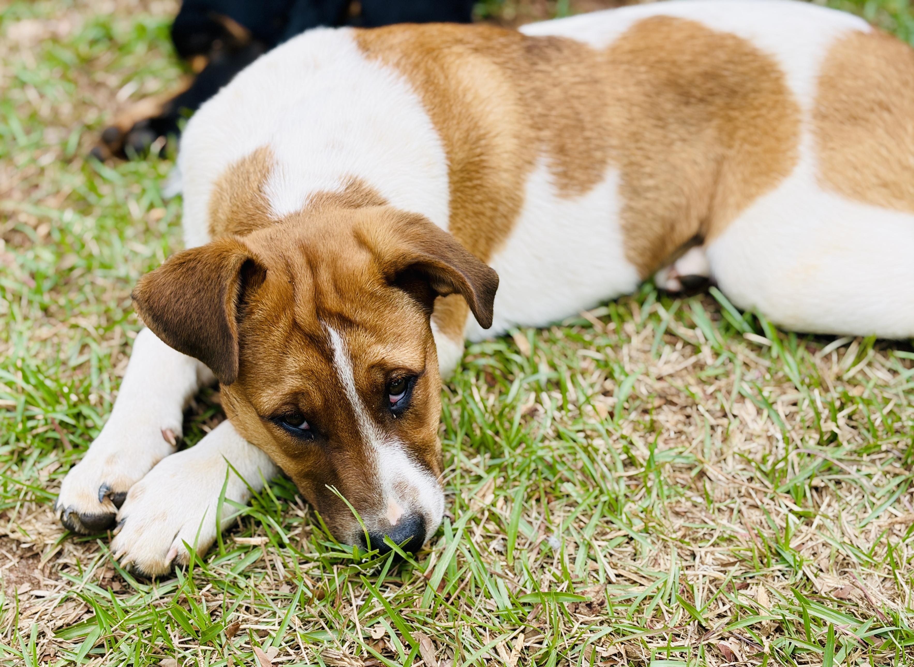 Enlarge Meri, a Adoptable mixed breed in Harrisburg, PA image 2/6